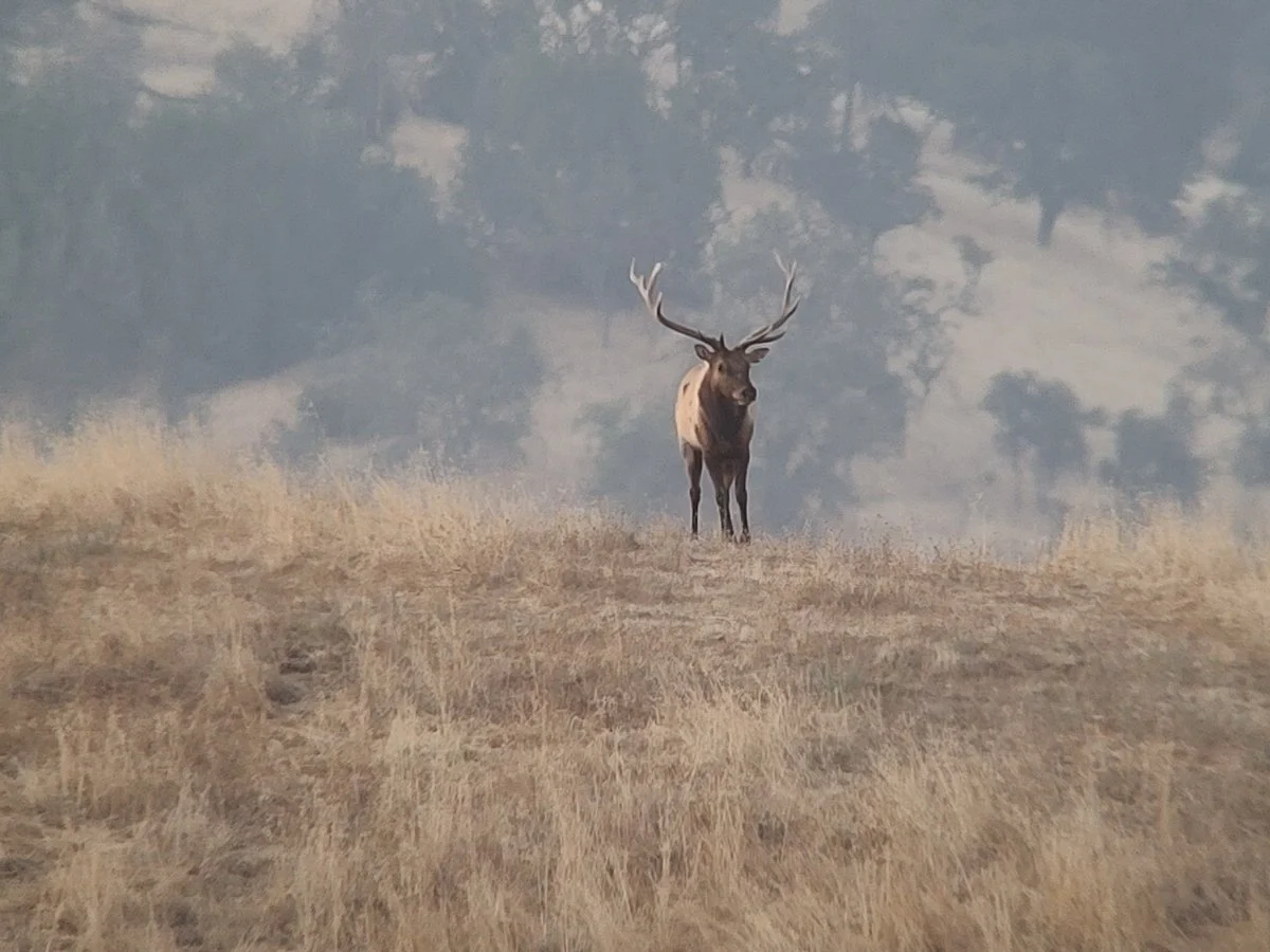 Elk on Ridge.jpg