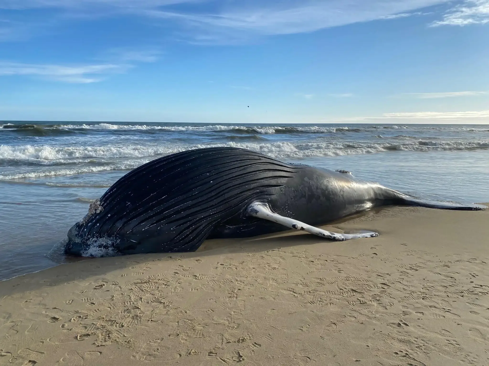 30-Foot Dead Whale Washes Ashore in Newport Beach