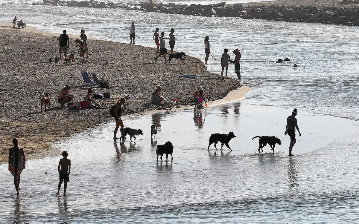 Newport Beach Police Warn Pet Owners About Animal Control Scam