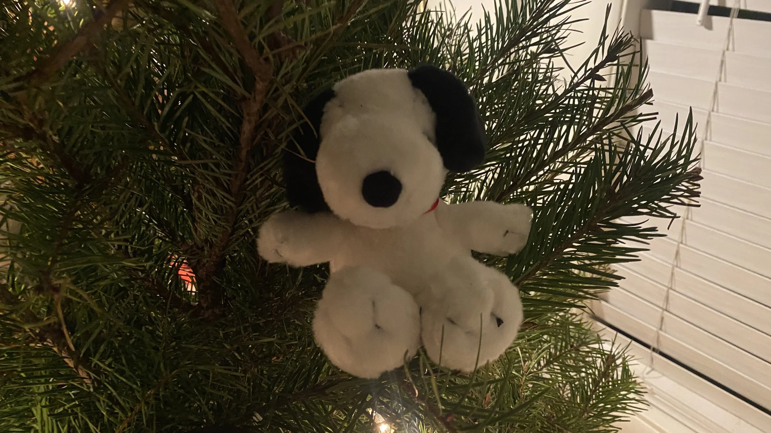 december 24 some christmas tree highlights, my first real christmas tree i've gotten myself. loved it very much and meant a lot to me to buy it, made the house smell delicious 