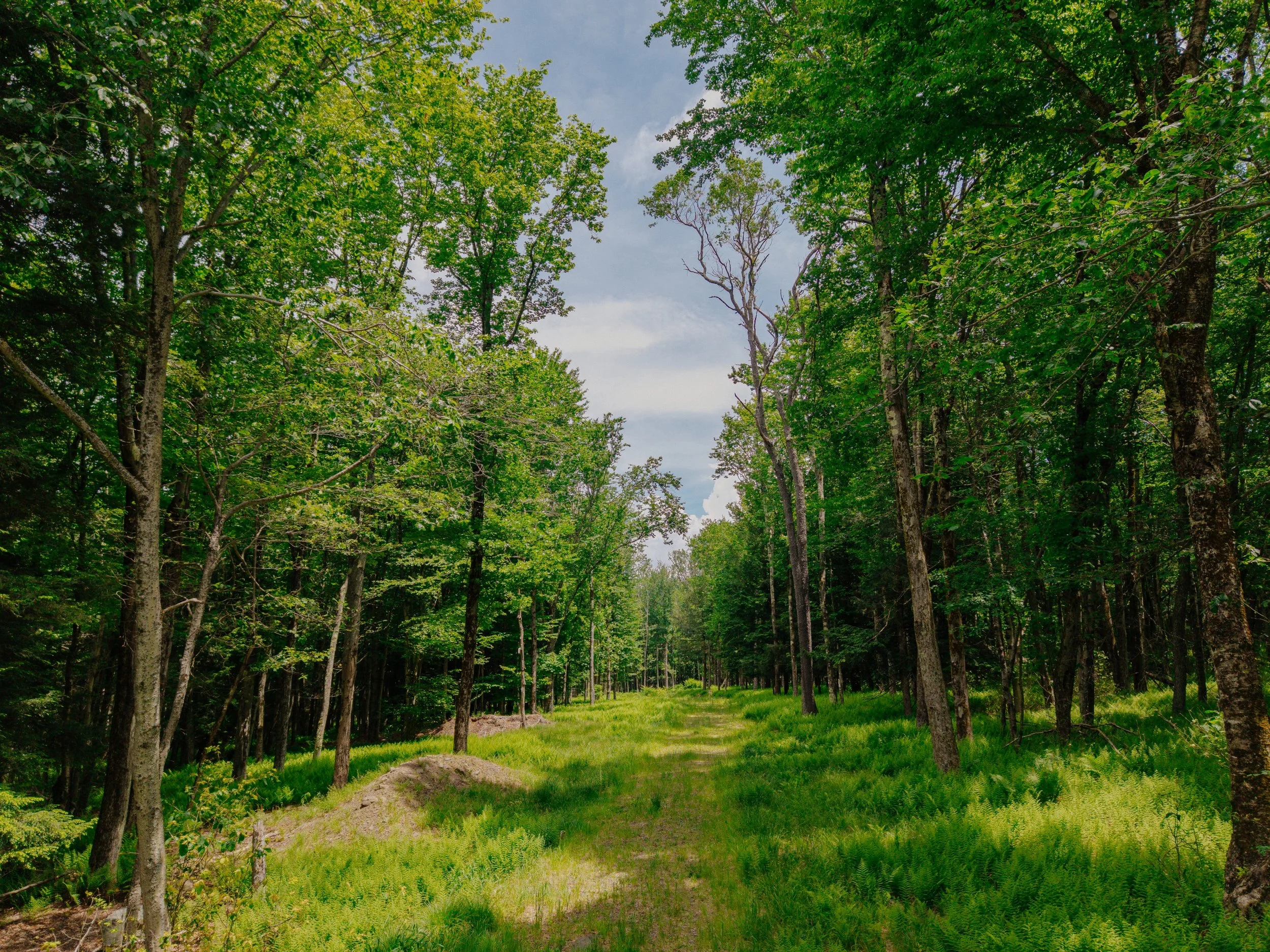 shandelee-upstate-realtor-thatupstateagent-curious-ahouseupstate-lilliek-2.jpg