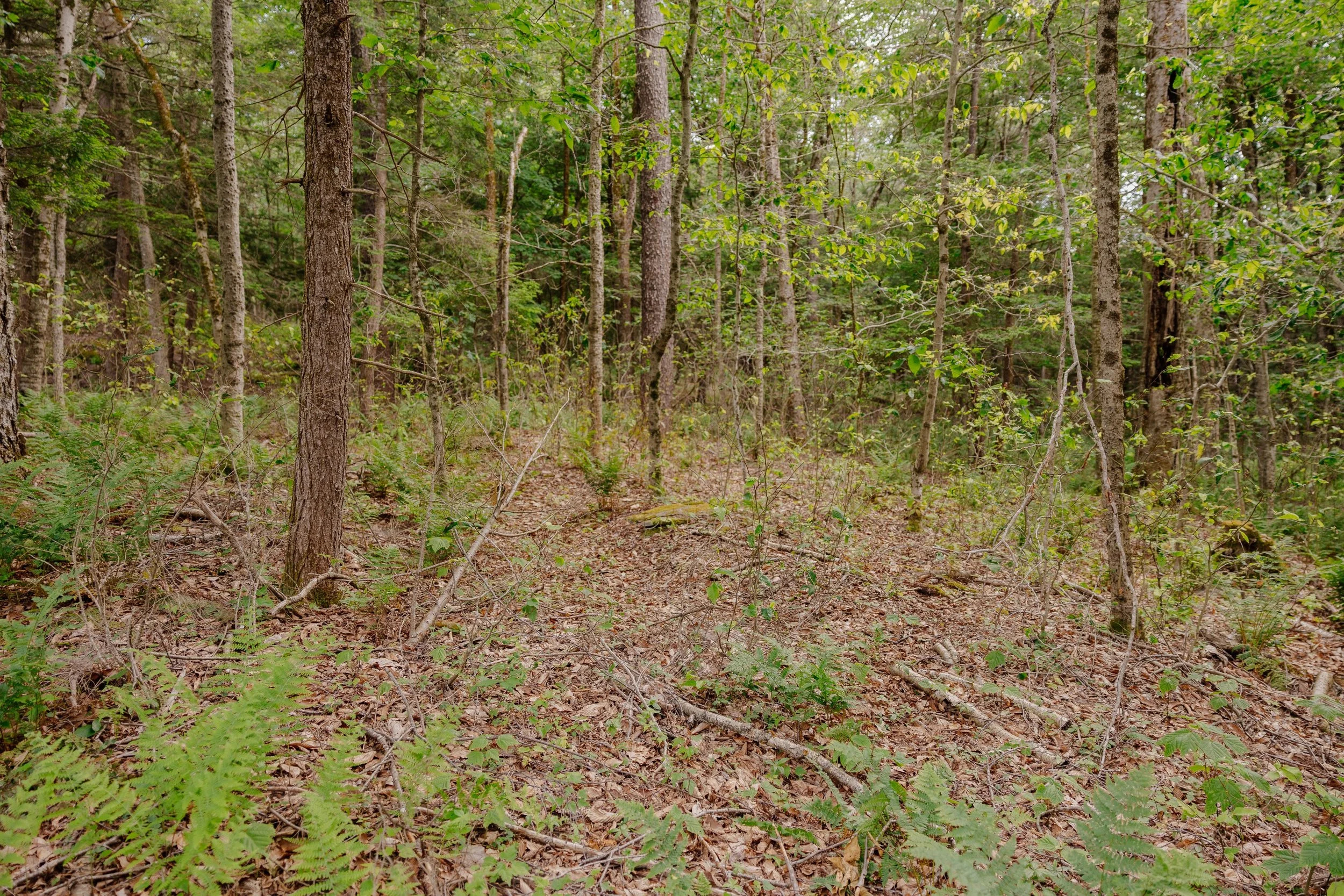 shandelee-upstate-realtor-thatupstateagent-curious-ahouseupstate-lilliek-18.jpg