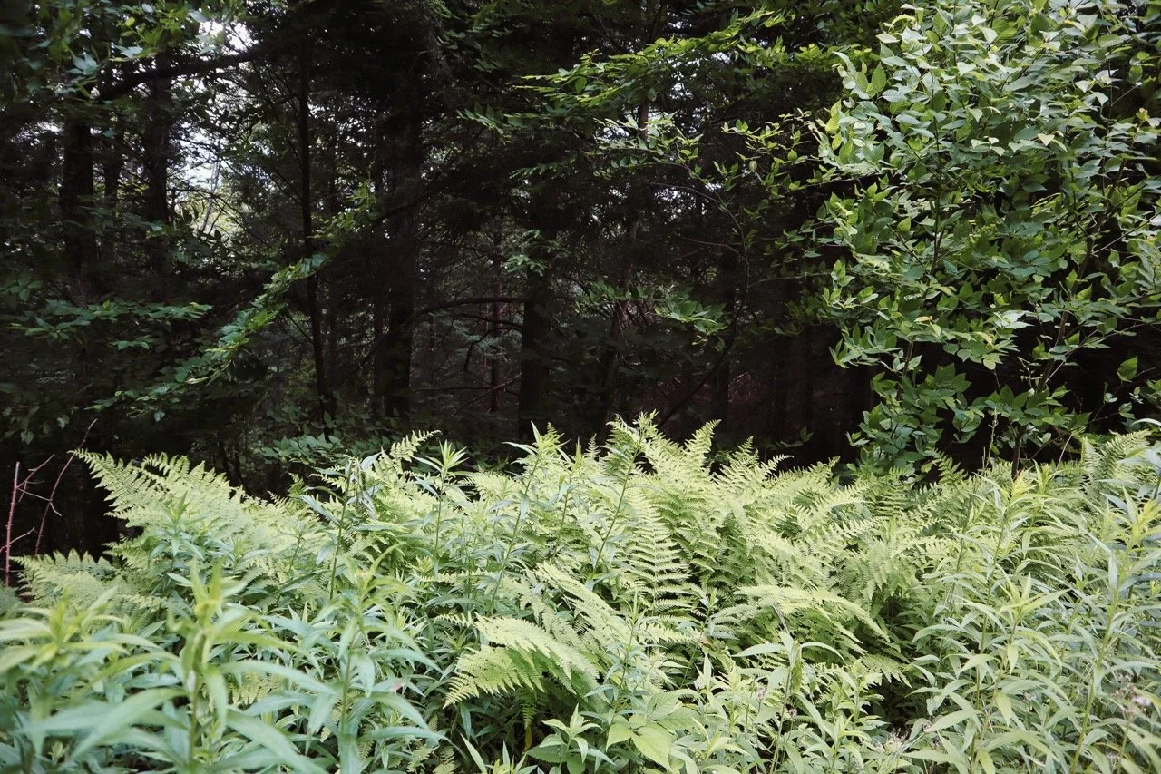 Hollow View: 5.01 Acres, Windham, NY (Sold)