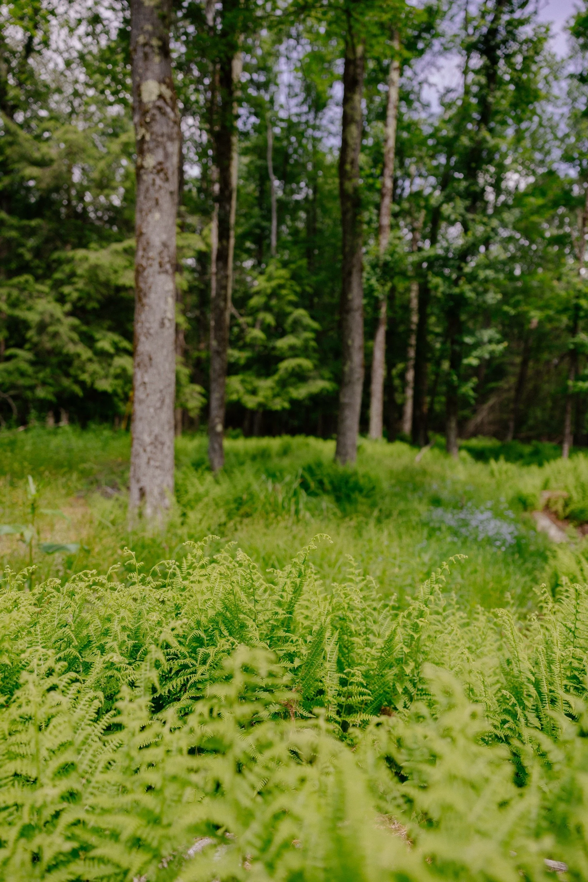shandelee-upstate-realtor-thatupstateagent-curious-ahouseupstate-lilliek-6.jpg