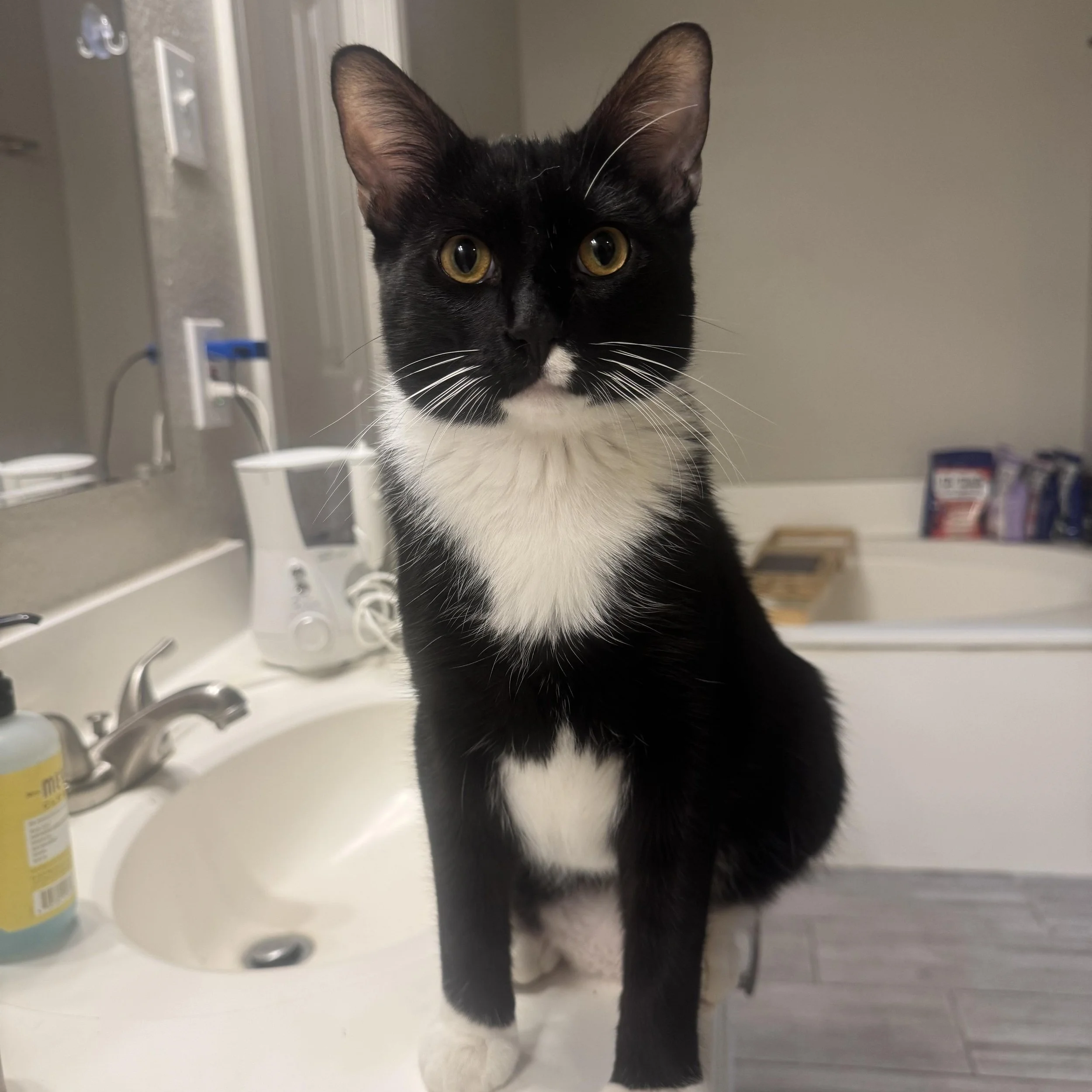Mittens - Cover Image.jpg