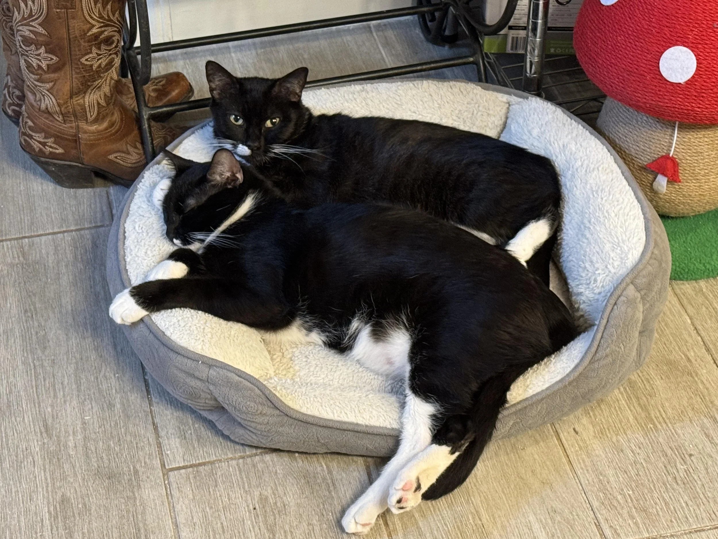 Mittens-2.jpg