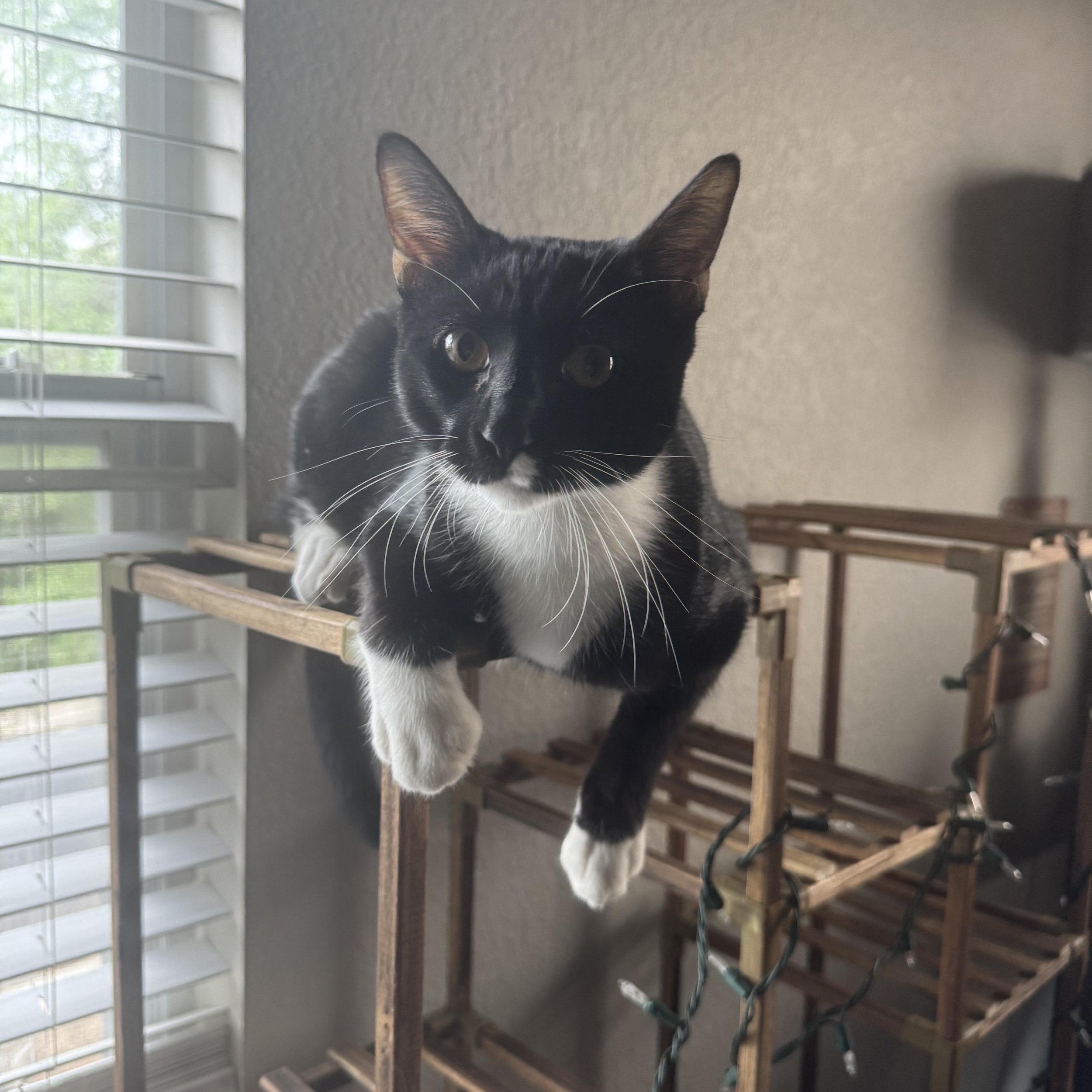 Mittens-4.jpg