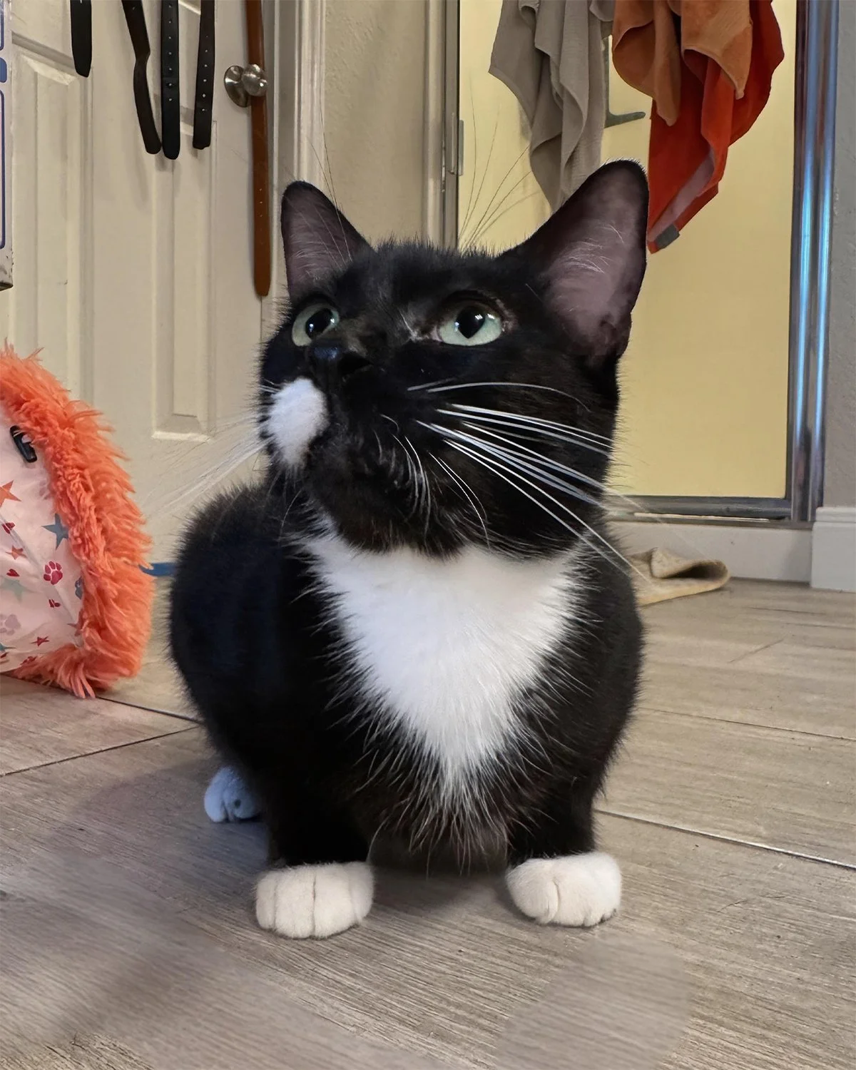 Sophia