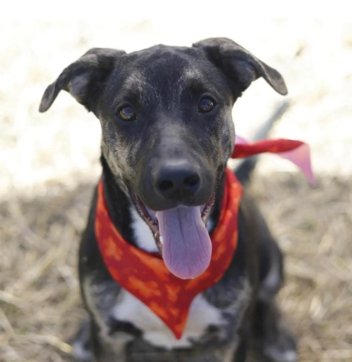 PRANCER  
Euthanized on (11/25/2025)