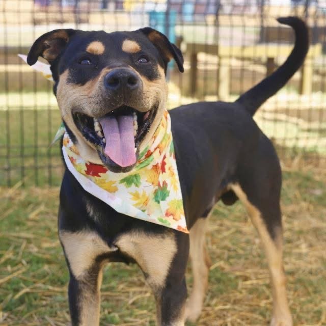 DUKE  
Euthanized on (11/22/2025)