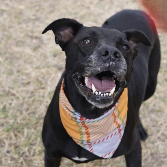 AMETHYST  
Euthanized on (11/29/2025)