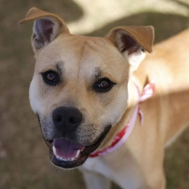 DUSTY  
Euthanized on (12/18/2025)