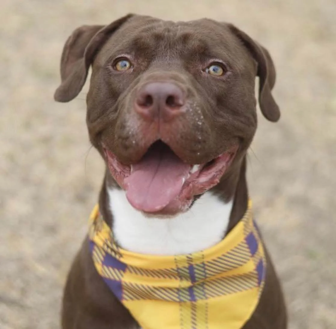 BLAKE  
Euthanized on (11/26/2025)