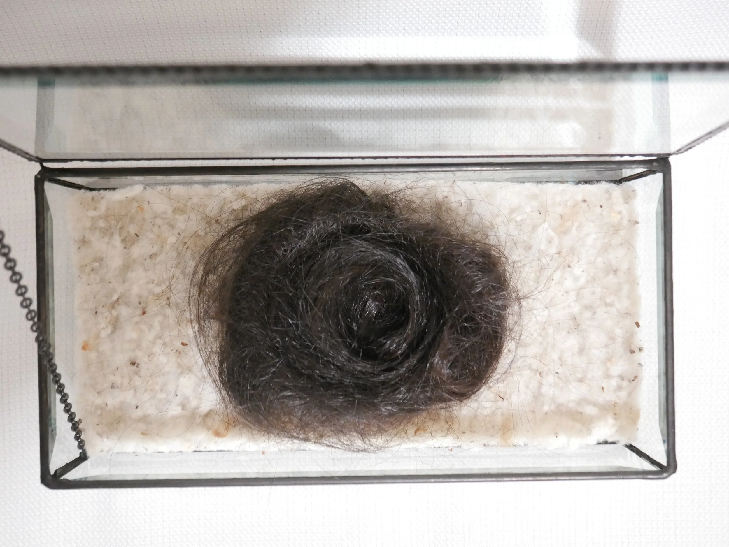 close up of hair shaped into nest on soft bedding in small glass box