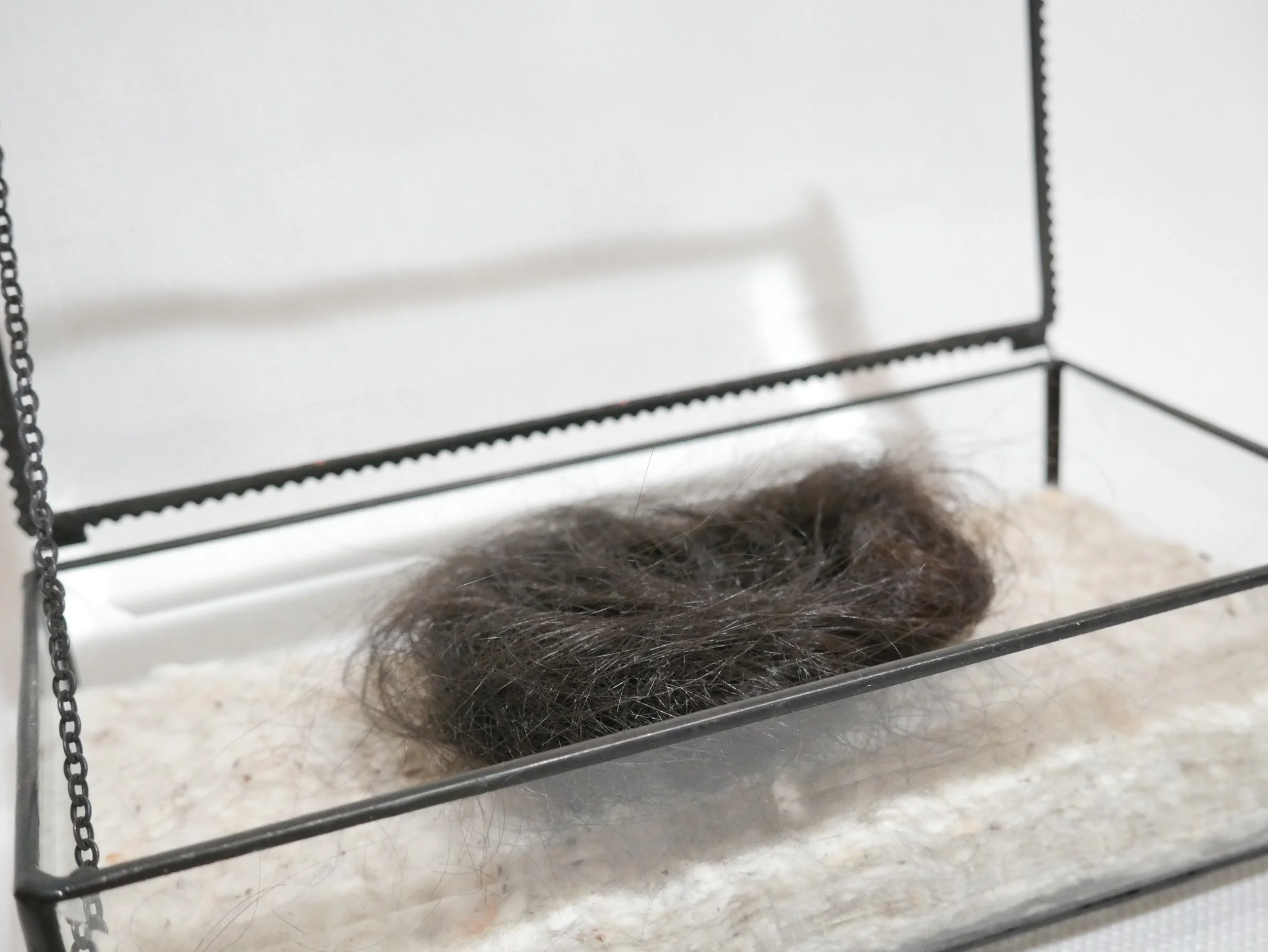 close up at angle of hair shaped into nest on soft bedding in small glass box