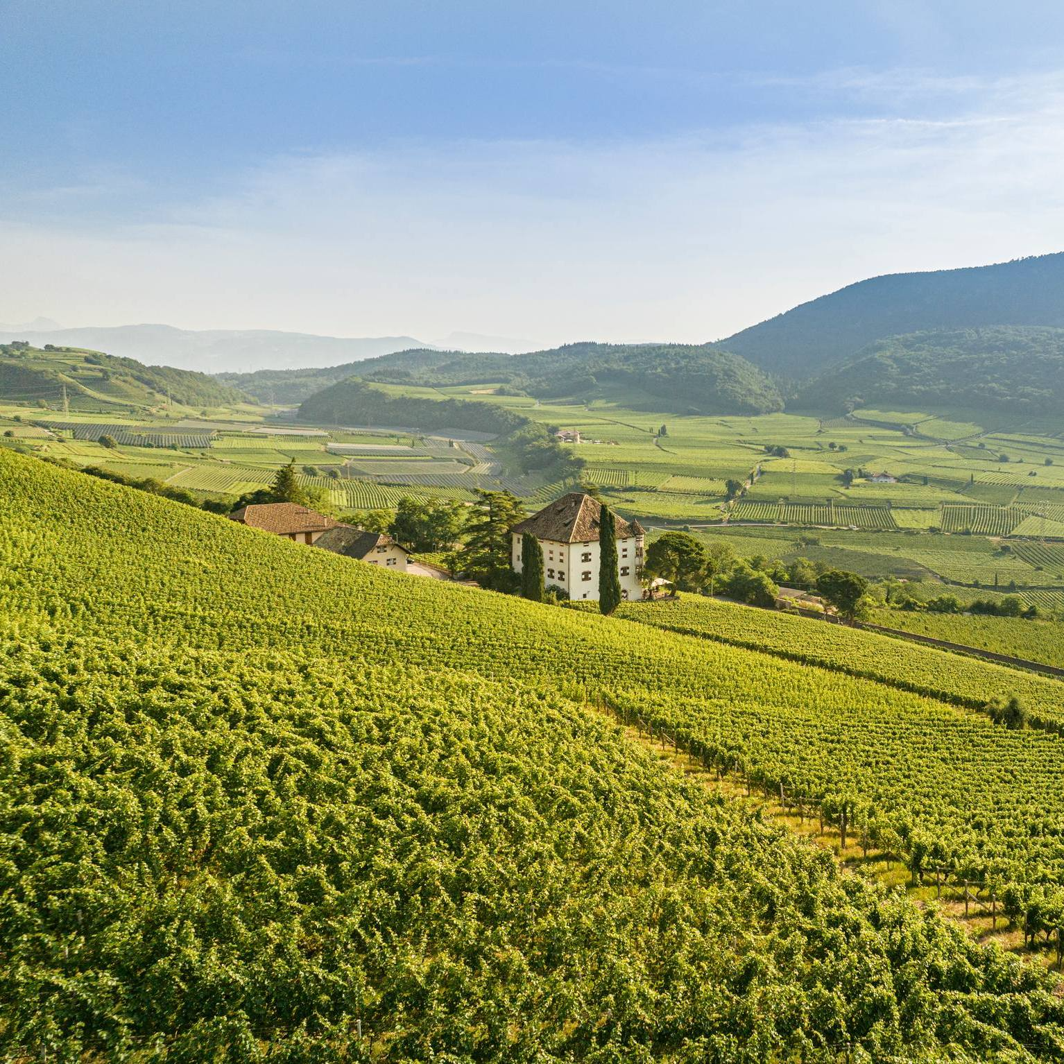 Alpine Wine Tasting