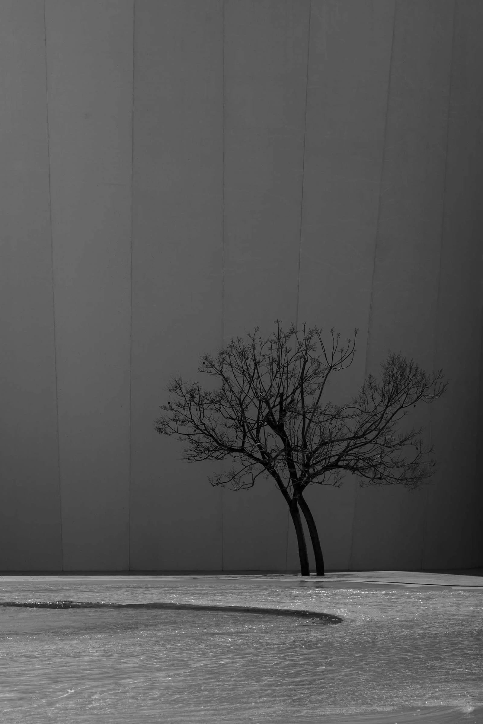 Fotografía en blanco y negro que muestra un espacio exterior con arquitectura brutalista y un arrobo seco plantado sobre el cemento.