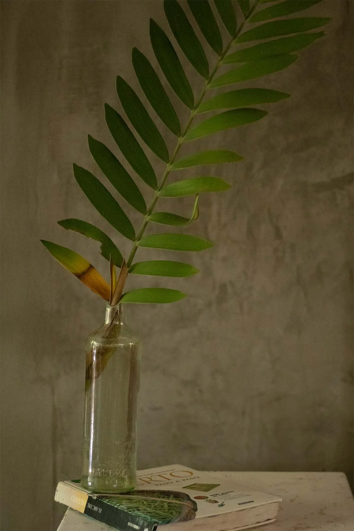 Fotografía de interiores, se ve una larga hoja verde dentro de un frasco de vidrio sobre libro, de fondo una pared con textura de cemento.