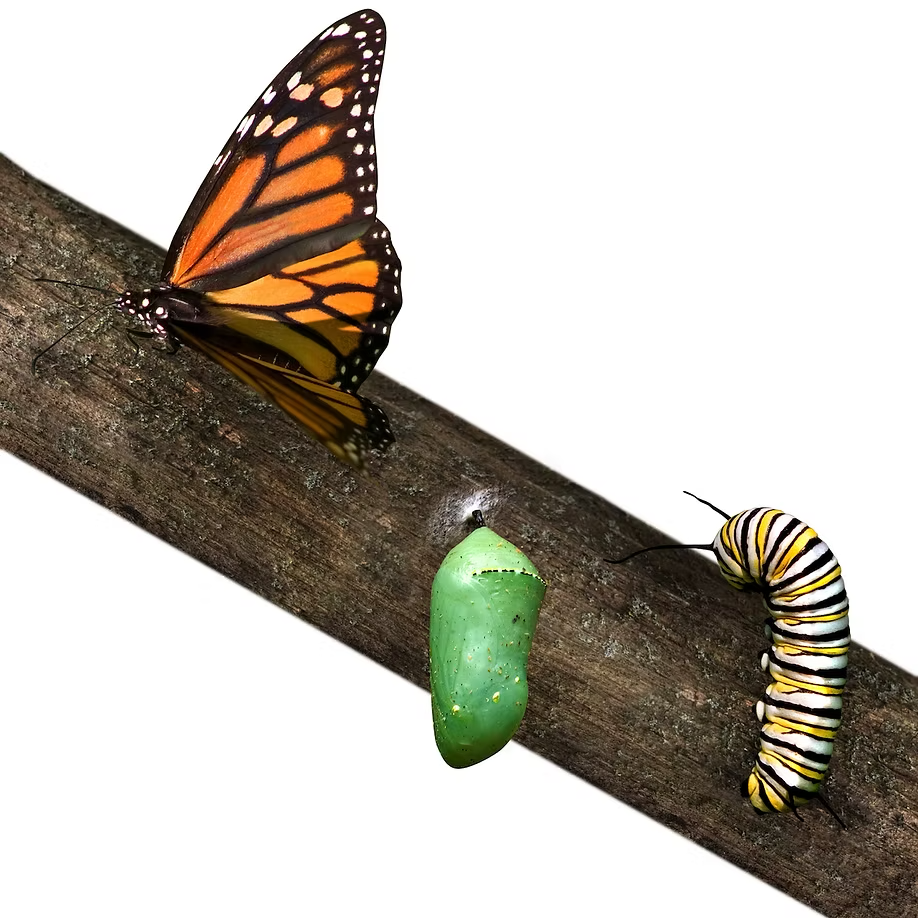 Energy + Connection + Skill = Virtual soul food