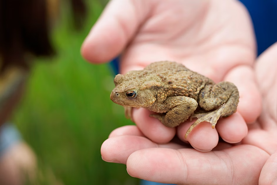 It pays to take care of your frog