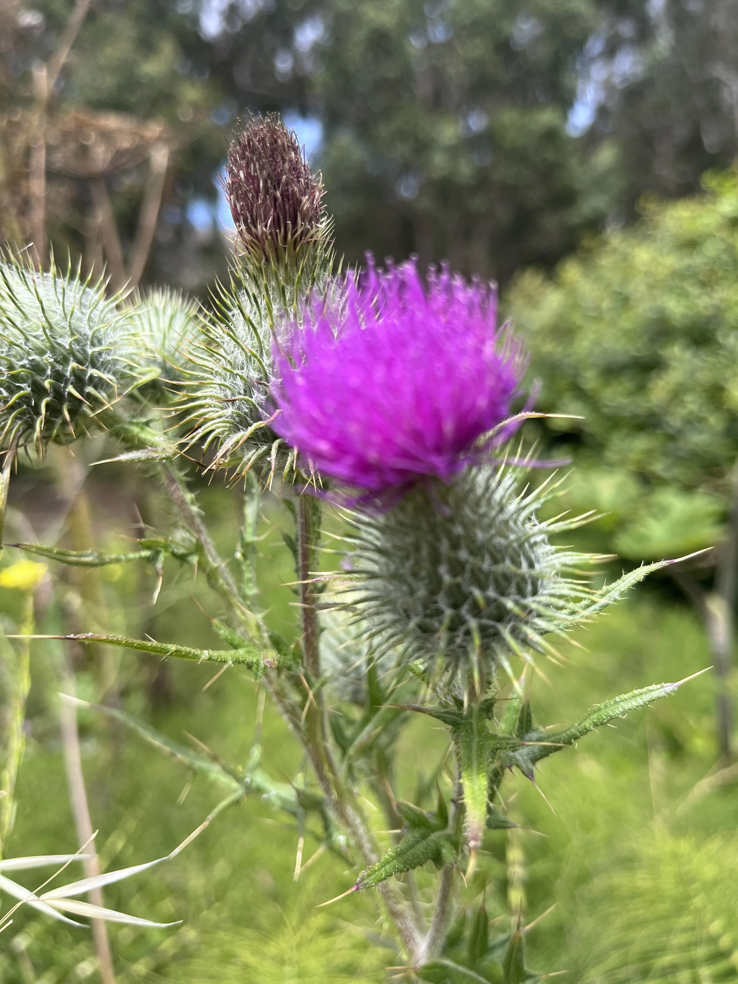 A bright magenta spiky flower is out of focus. Spiky green balls are in focus.