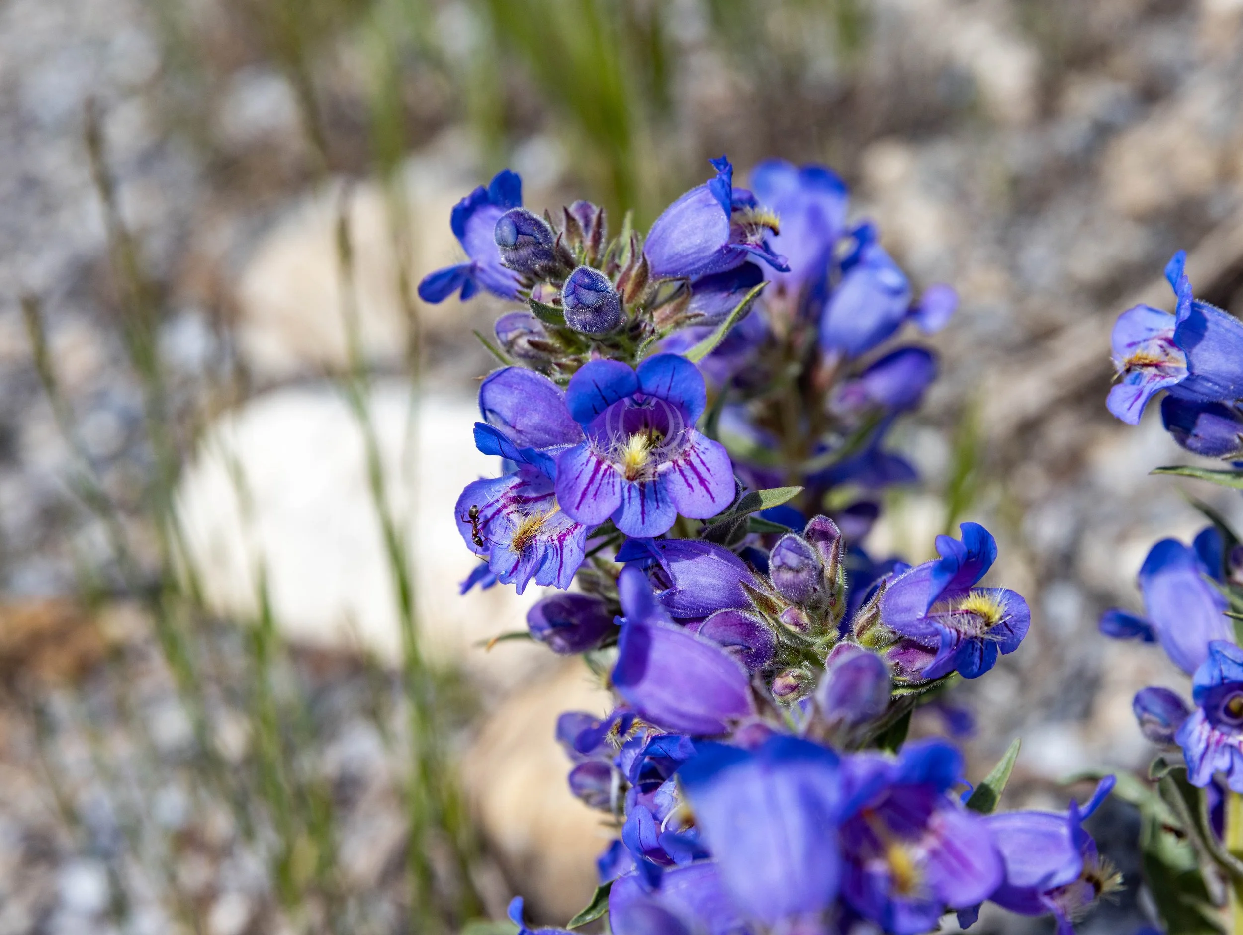 Planting With Purpose: Designing a Beautiful, Firewise Landscape