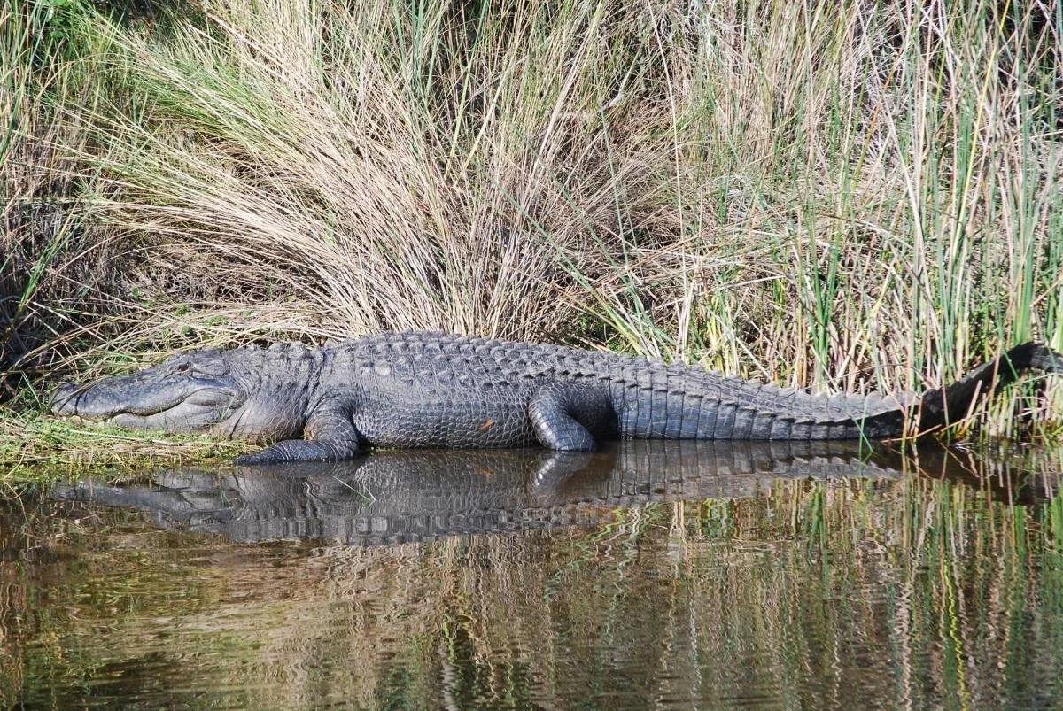 Alligator resting at the water's edge near tall grass.