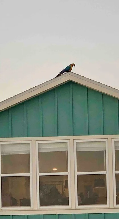 A colorful parrot perched on the peak of a teal house roof with a gray sky in the background.