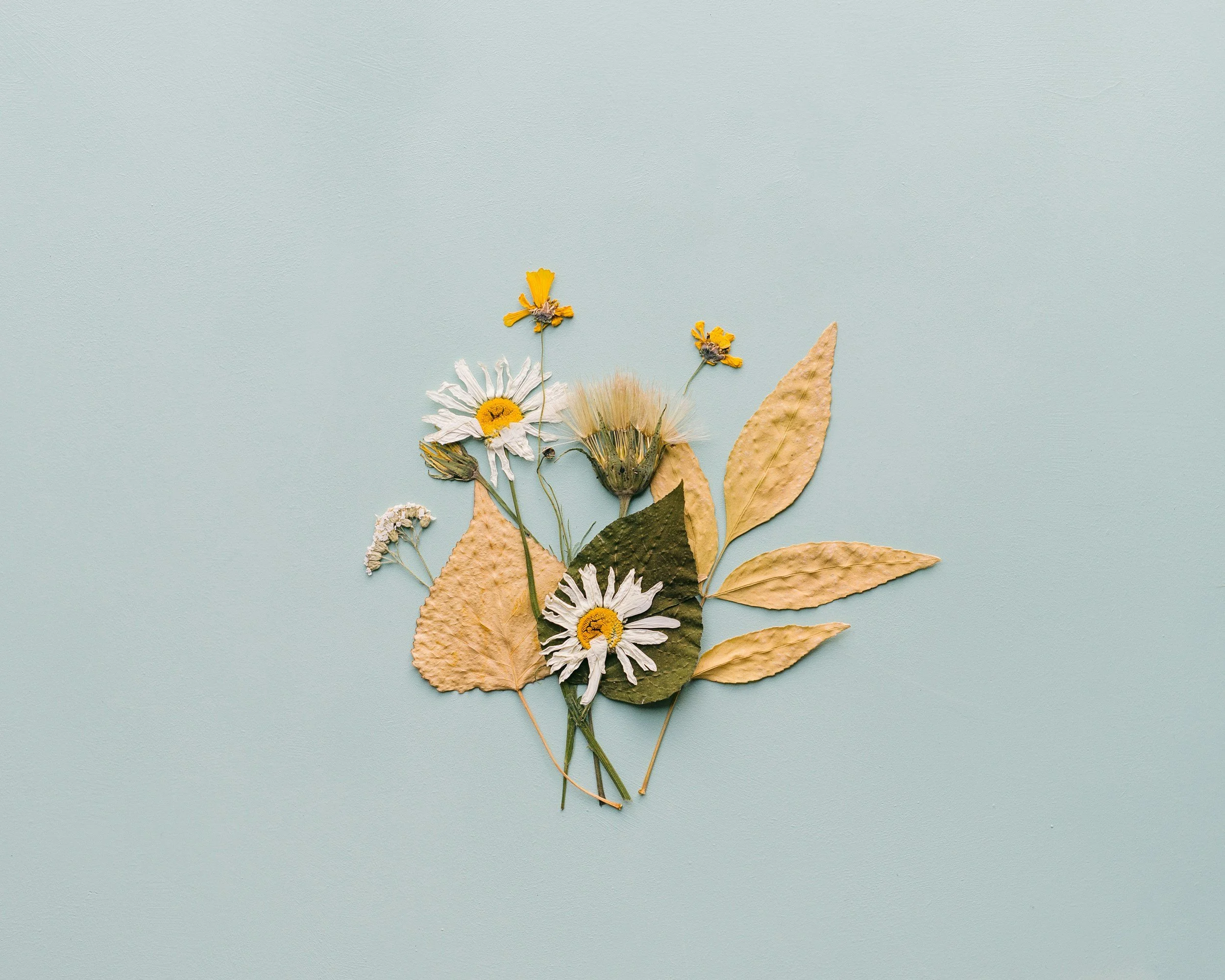 Arrangement of dried and pressed flowers and leaves on a light blue background.