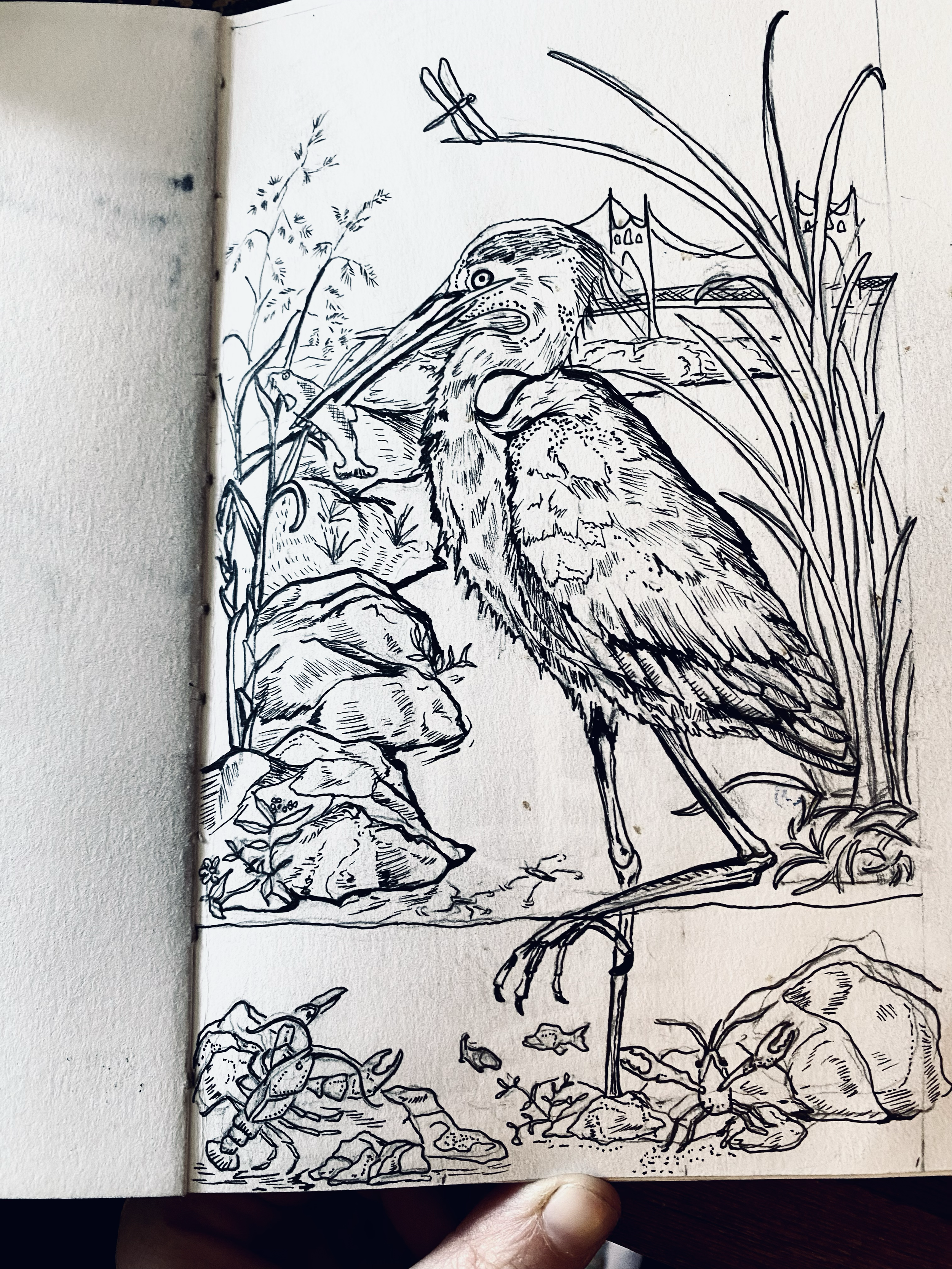 Black and white drawing of a heron standing in a marsh with reeds, rocks, and small creatures including frogs and insects, with a distant bridge in the background.