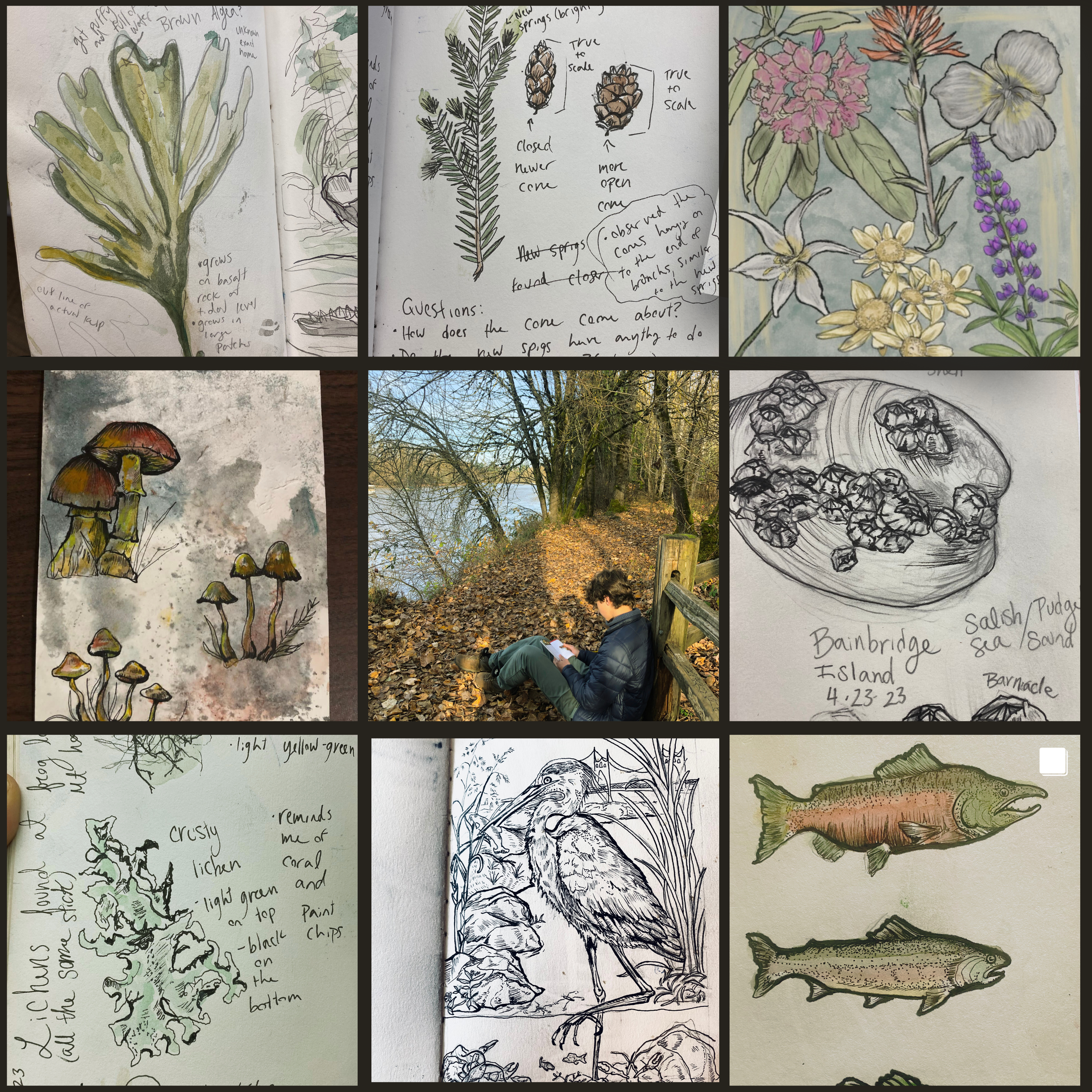 A collage of nine images related to nature and outdoor activities. The top row features botanical sketches, including leaves, pine cones with notes, and flowering plants. The middle row displays mushroom illustrations, a person sitting on a trail by