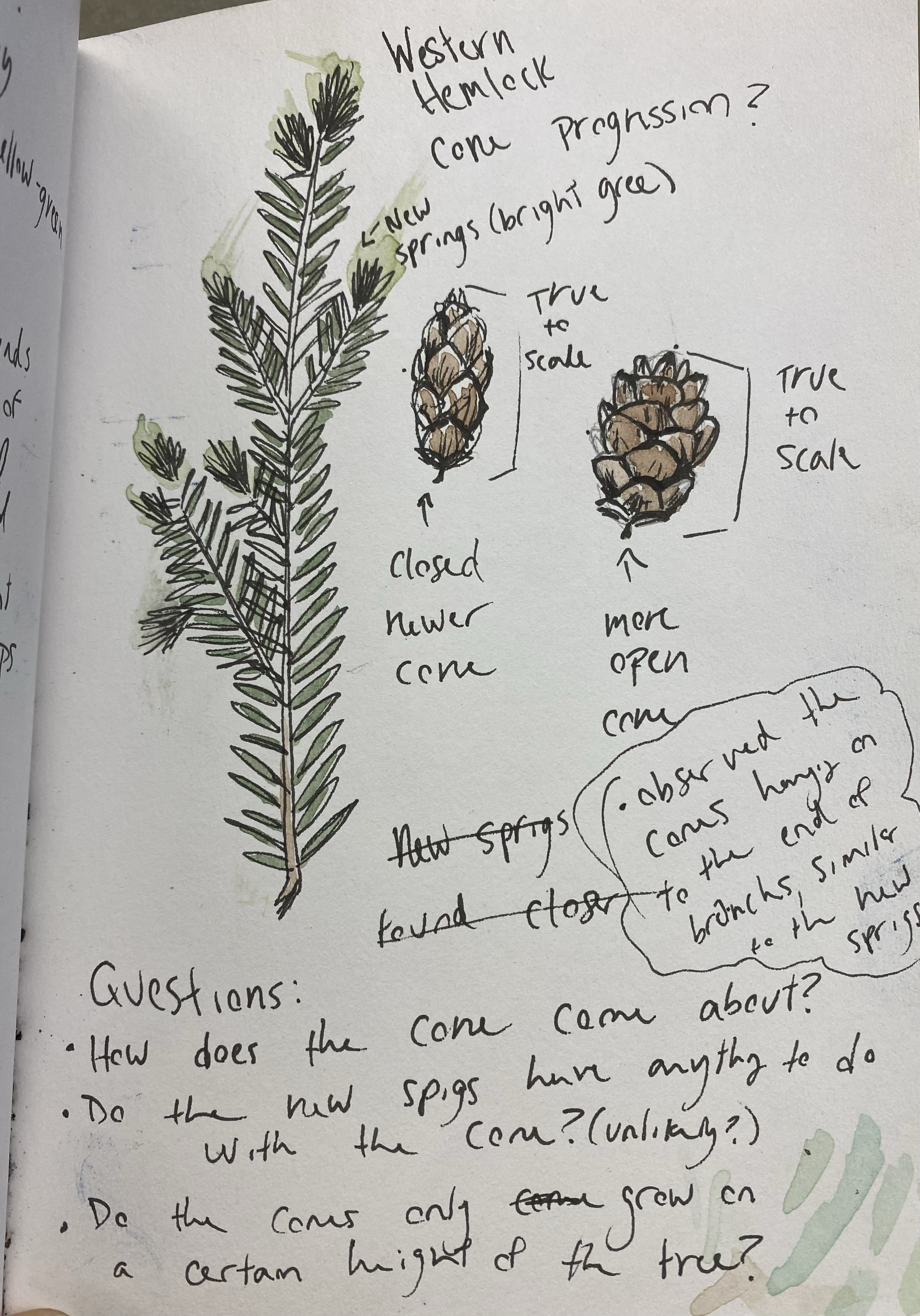Hand-drawn illustration of a Western Hemlock cone in both closed and open states, with annotations explaining the cone's scale and structure, along with a branch with new bright green spring sprigs, and handwritten questions about cone growth and spr