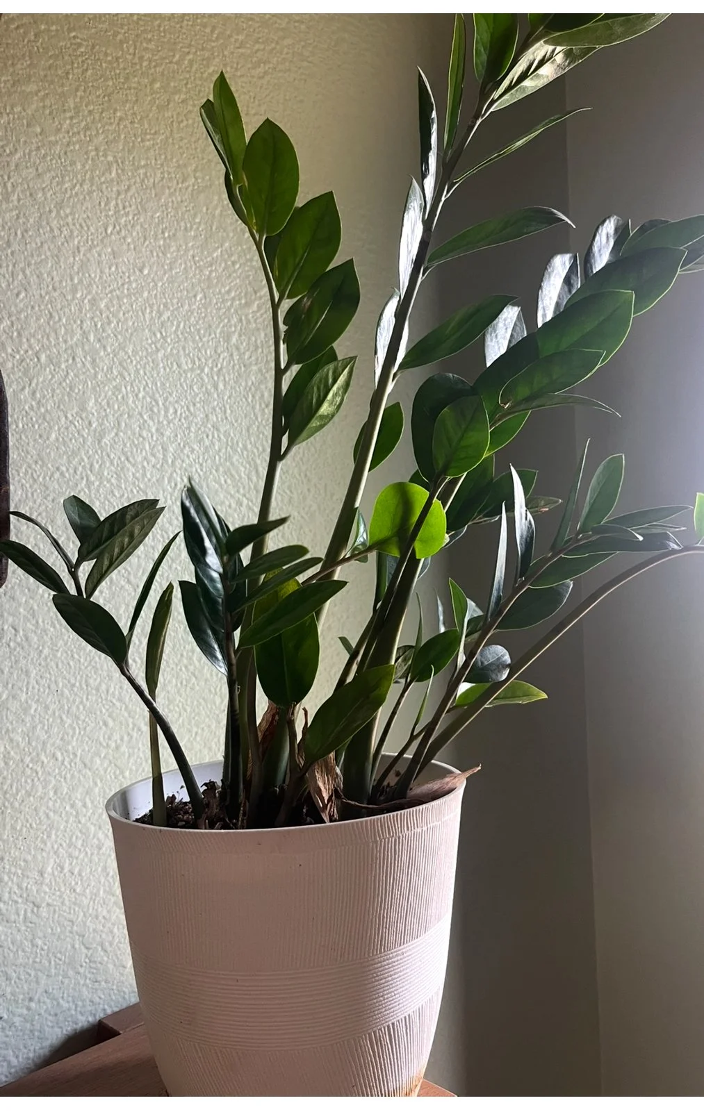 View recent photos.jpeg