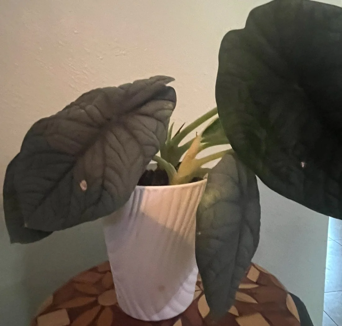 View recent photos.jpeg