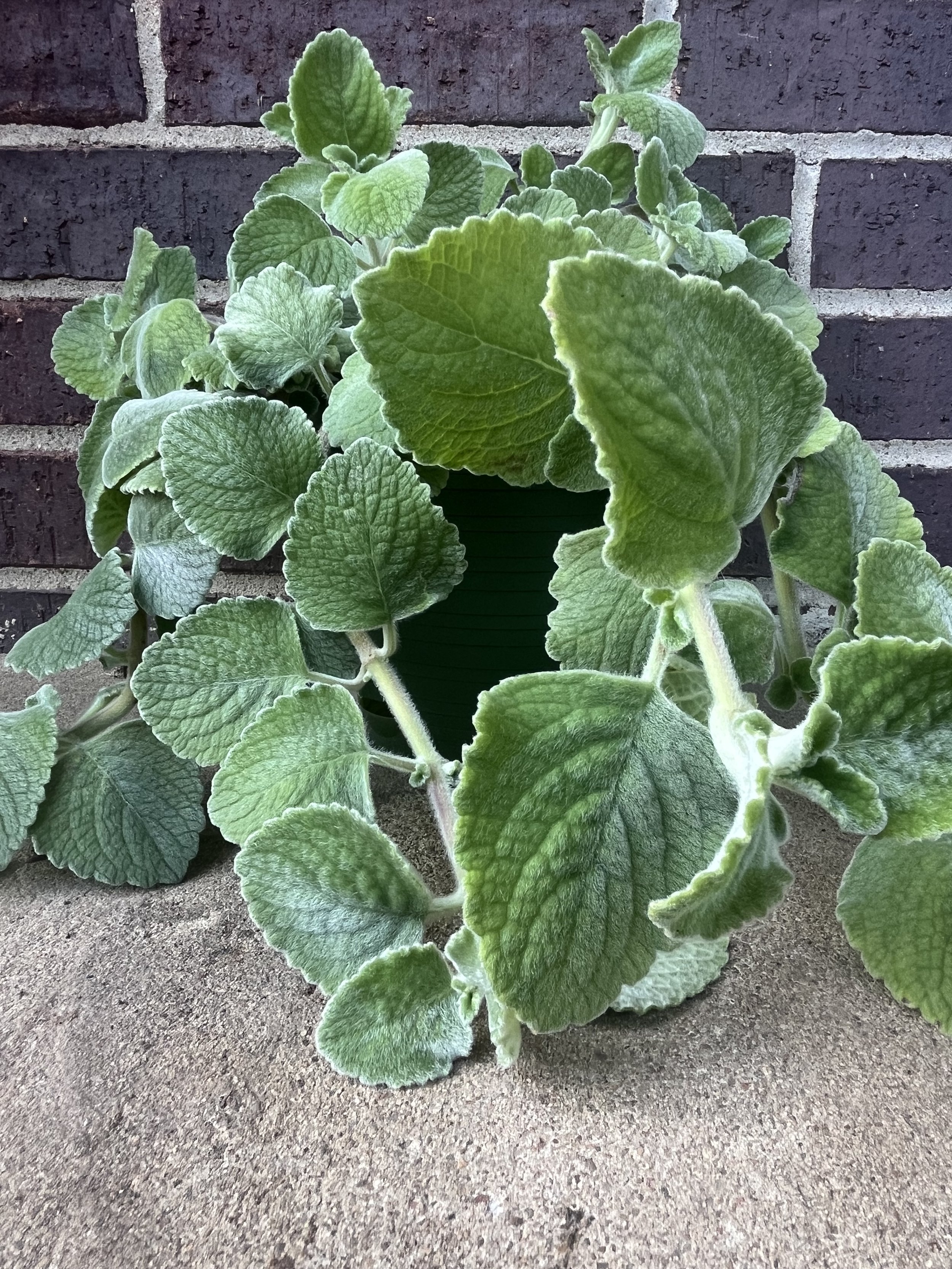 Plants, Plants and more Plants