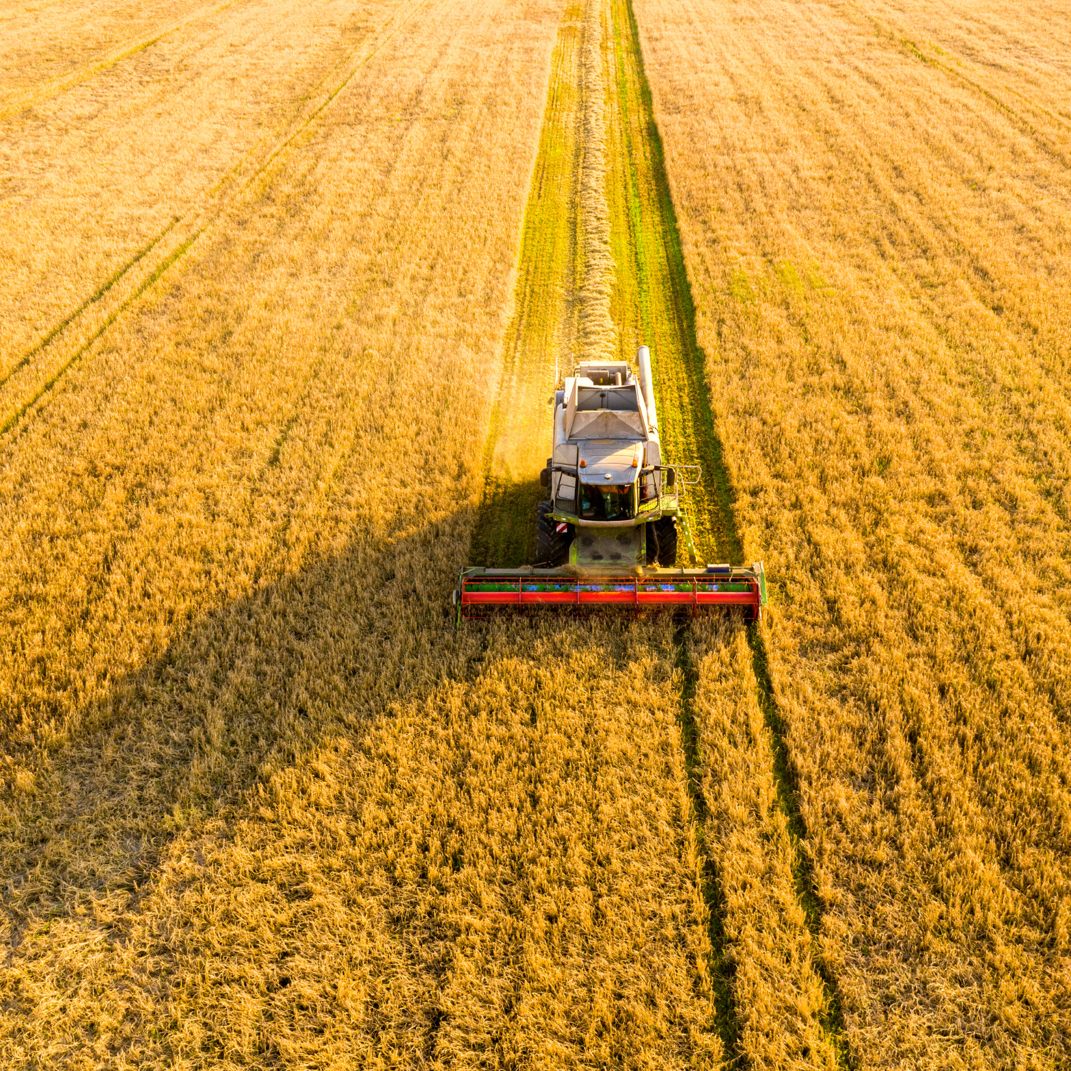 An aerial view of a tractor harvesting a wheat field, creating a contrasting pattern between harvested and unharvested areas.
