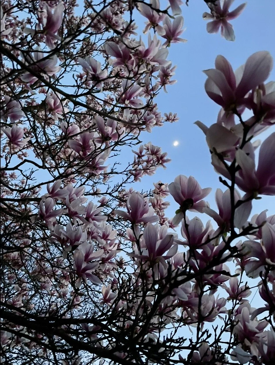 moon through magnolia blossoms