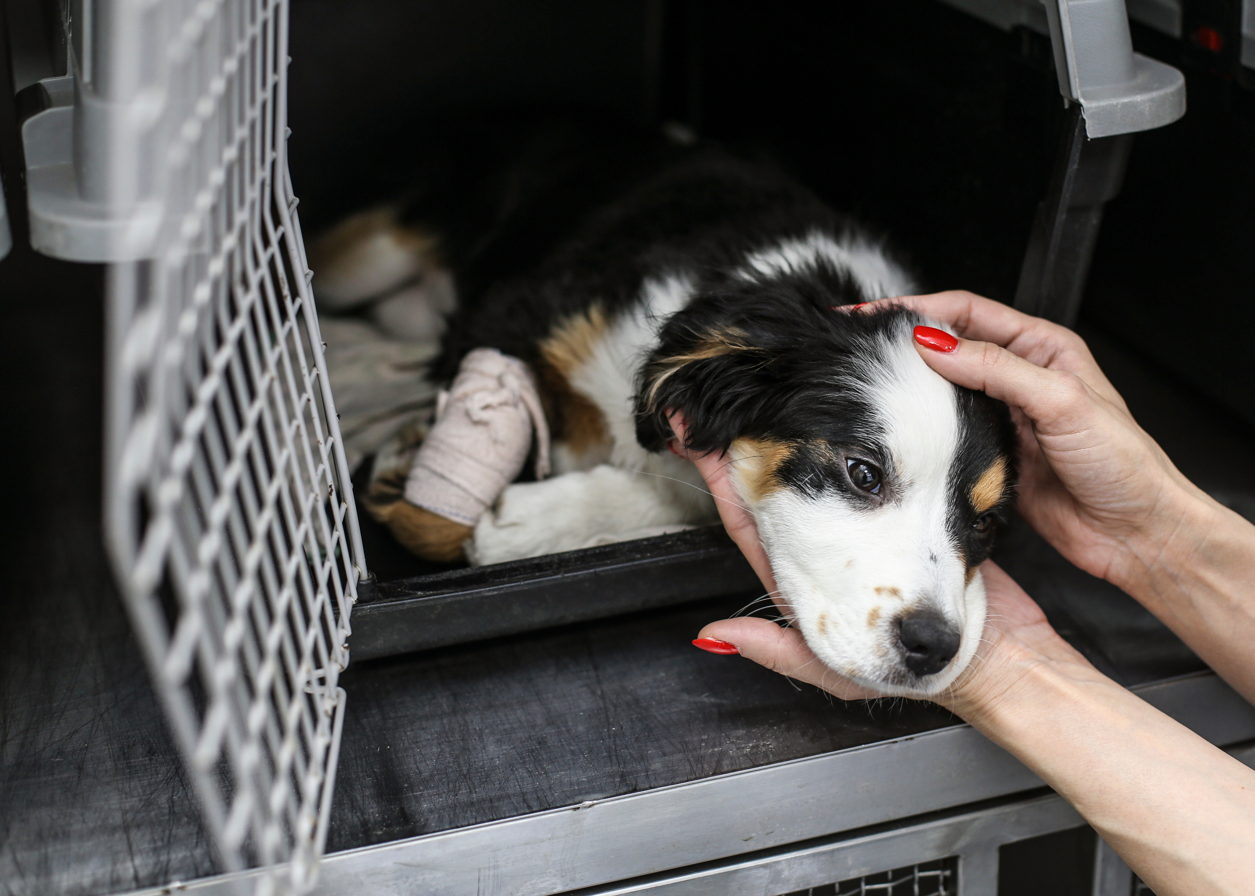 Mountain Shelter Humane Society Thrift Store