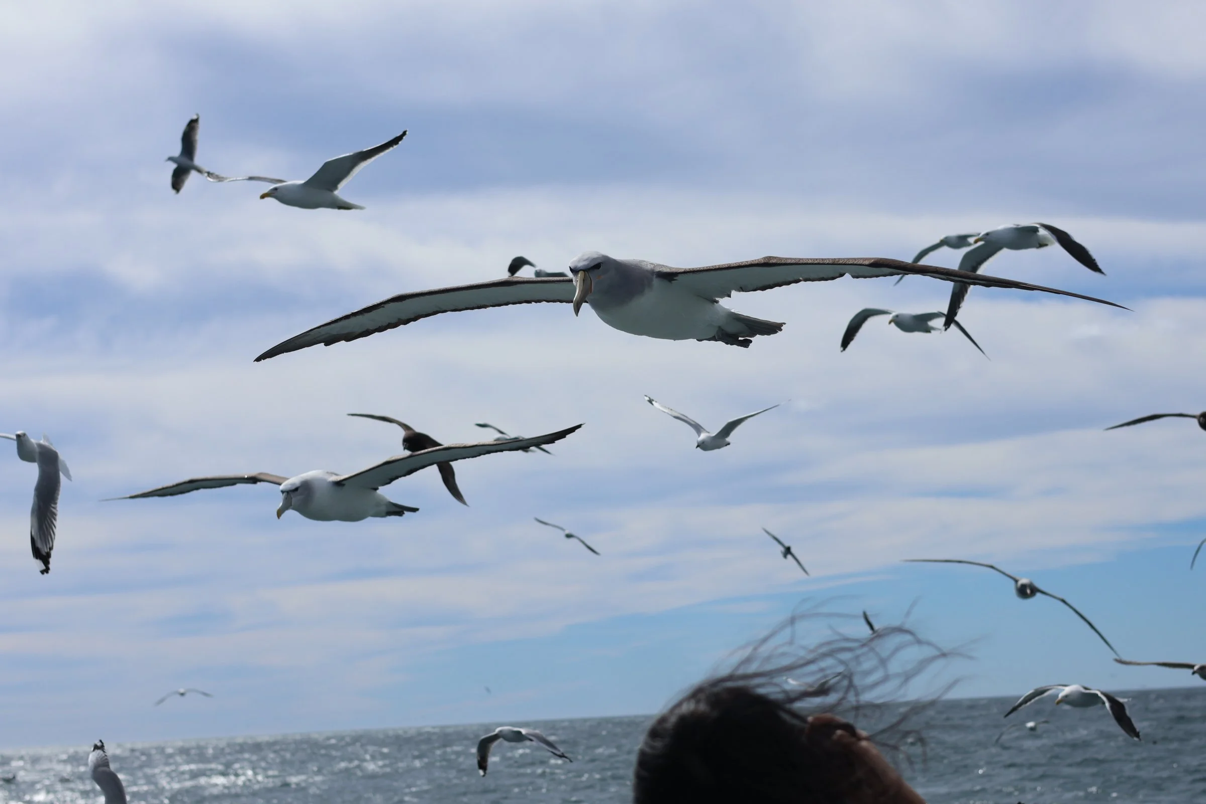 Sea Birds Tours
