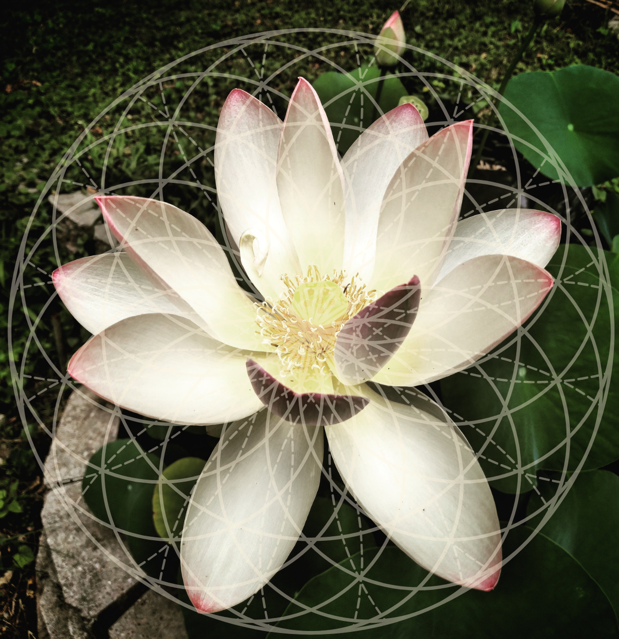 Harmonic Resonance Consultation