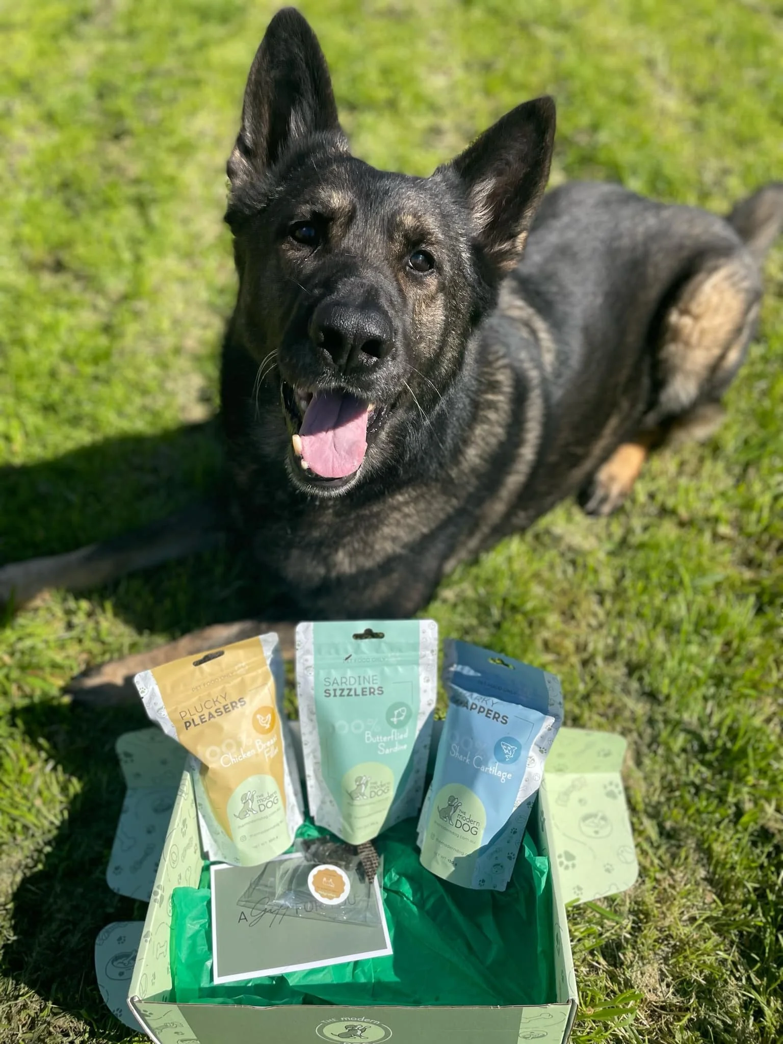 Happy black and tan dog laying on grass near a green box filled with dog treats in colorful pouches.