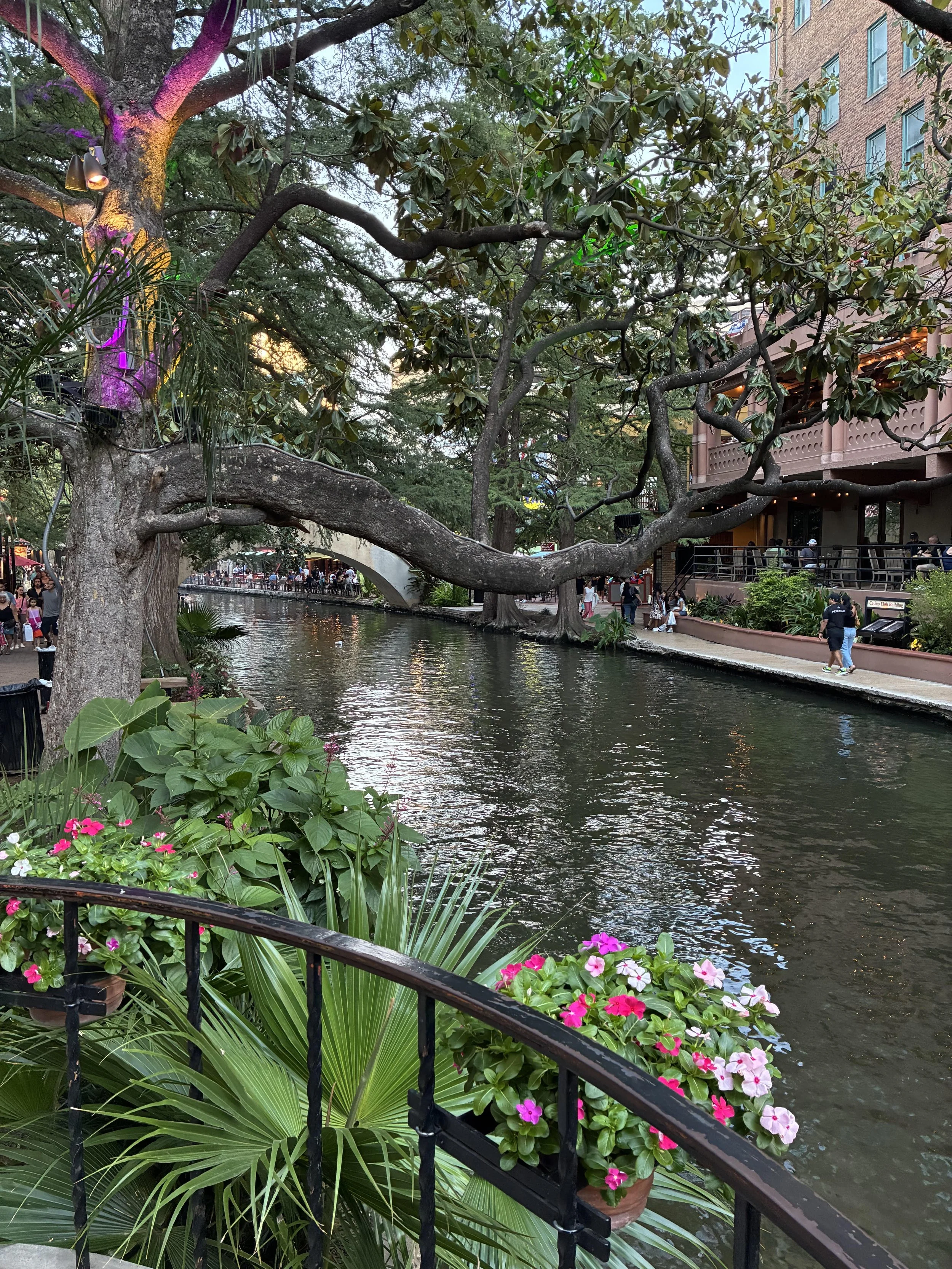 Walking San Antonio: Riverwalk, Missions, Lattes & Monster Cookies