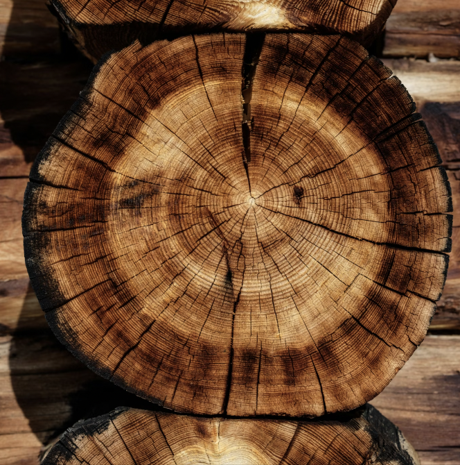 Why mycelium survives drought