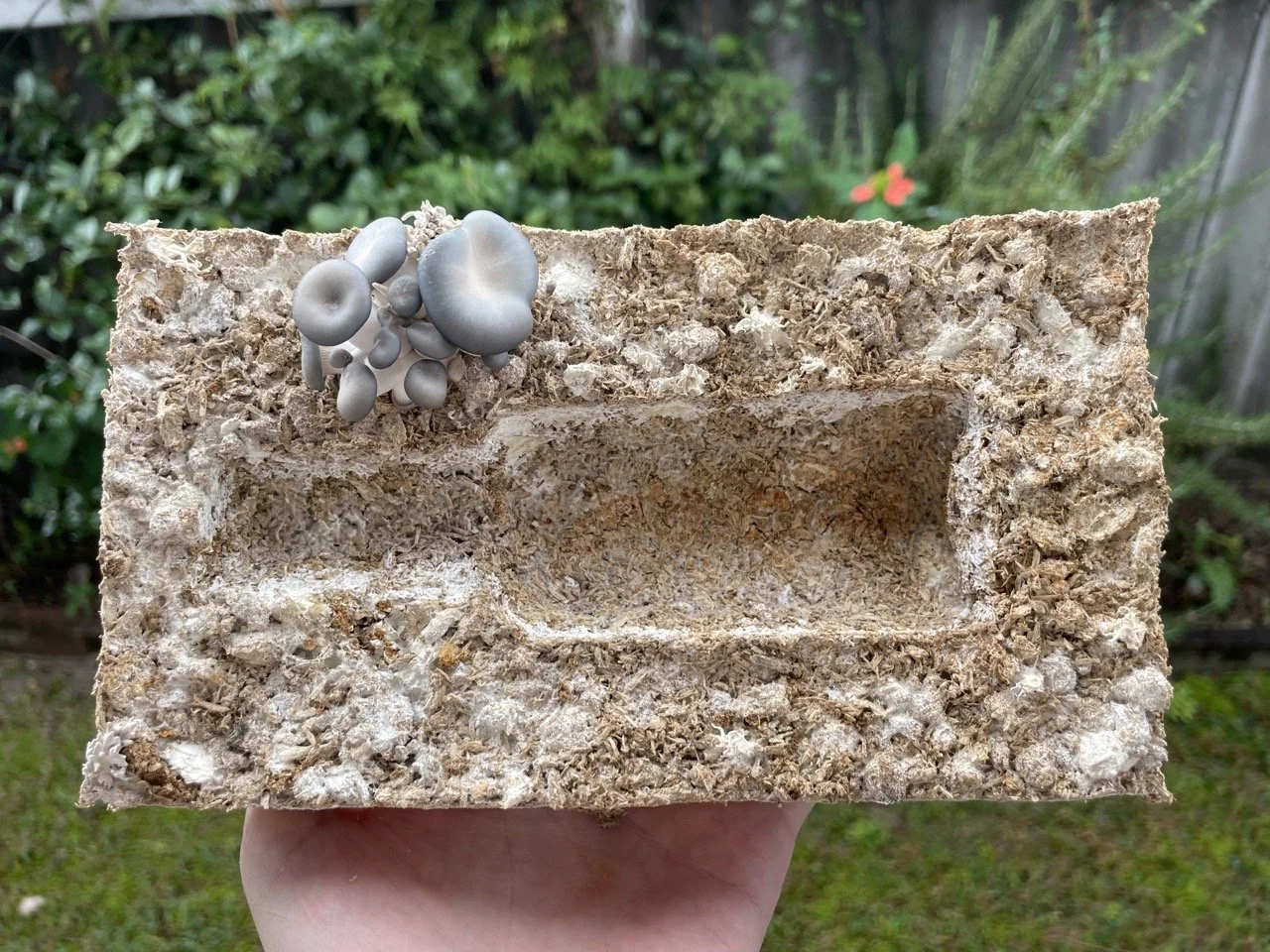 IMG_8887 2 Large.jpeg