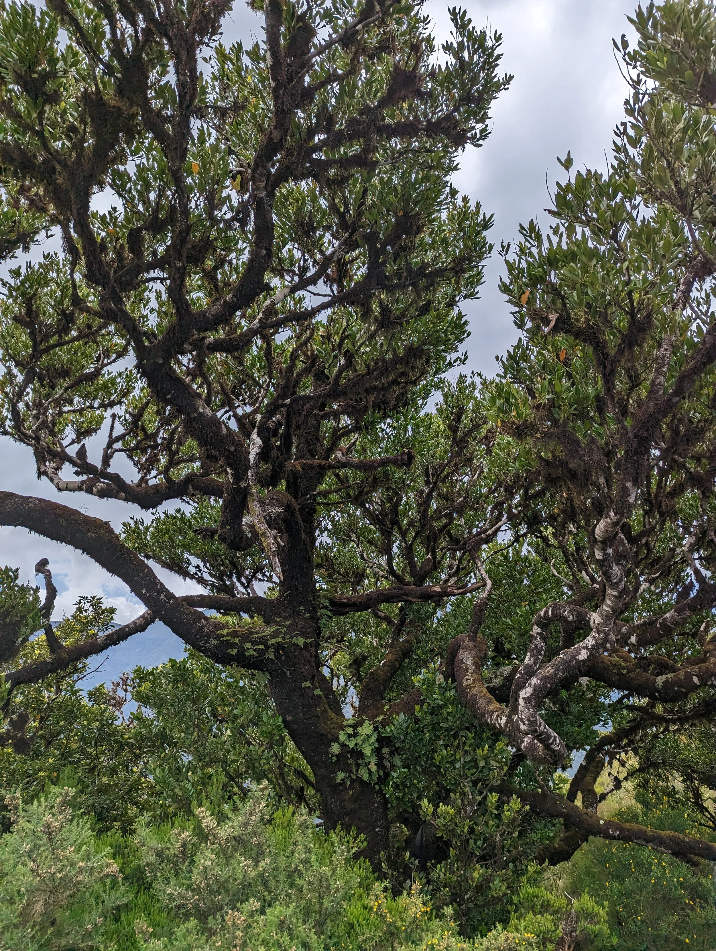 A large, twisted tree with dark bark and dense green foliage set against a cloudy sky, with other green plants and shrubs at the base.