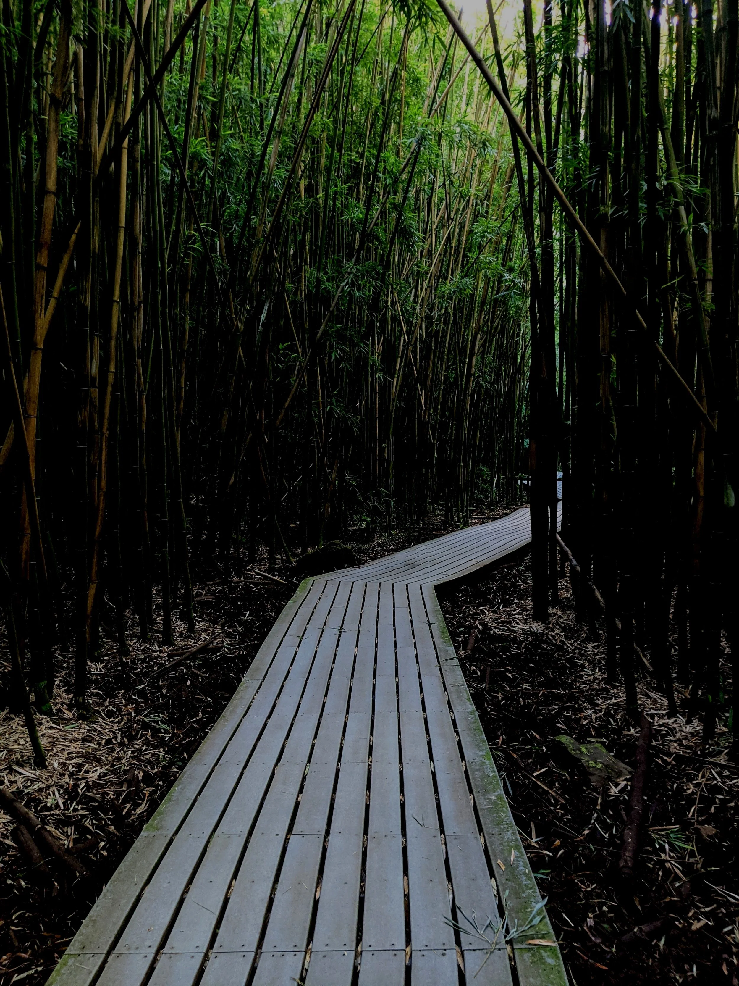 A narrow wooden boardwalk winding through a dense bamboo forest with tall green stalks.