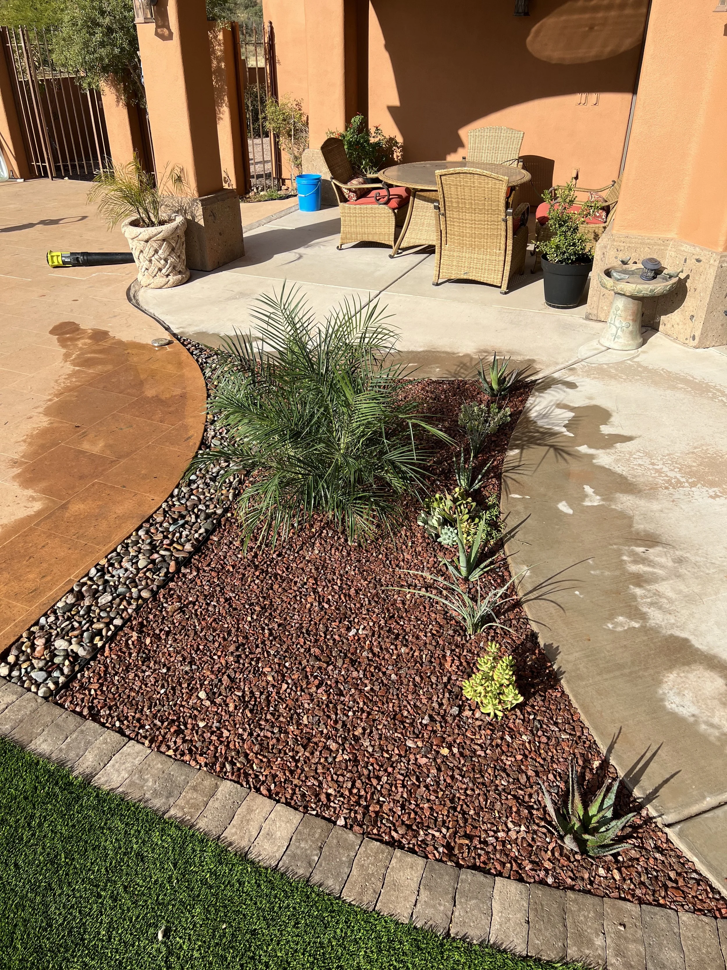 Desert Plants