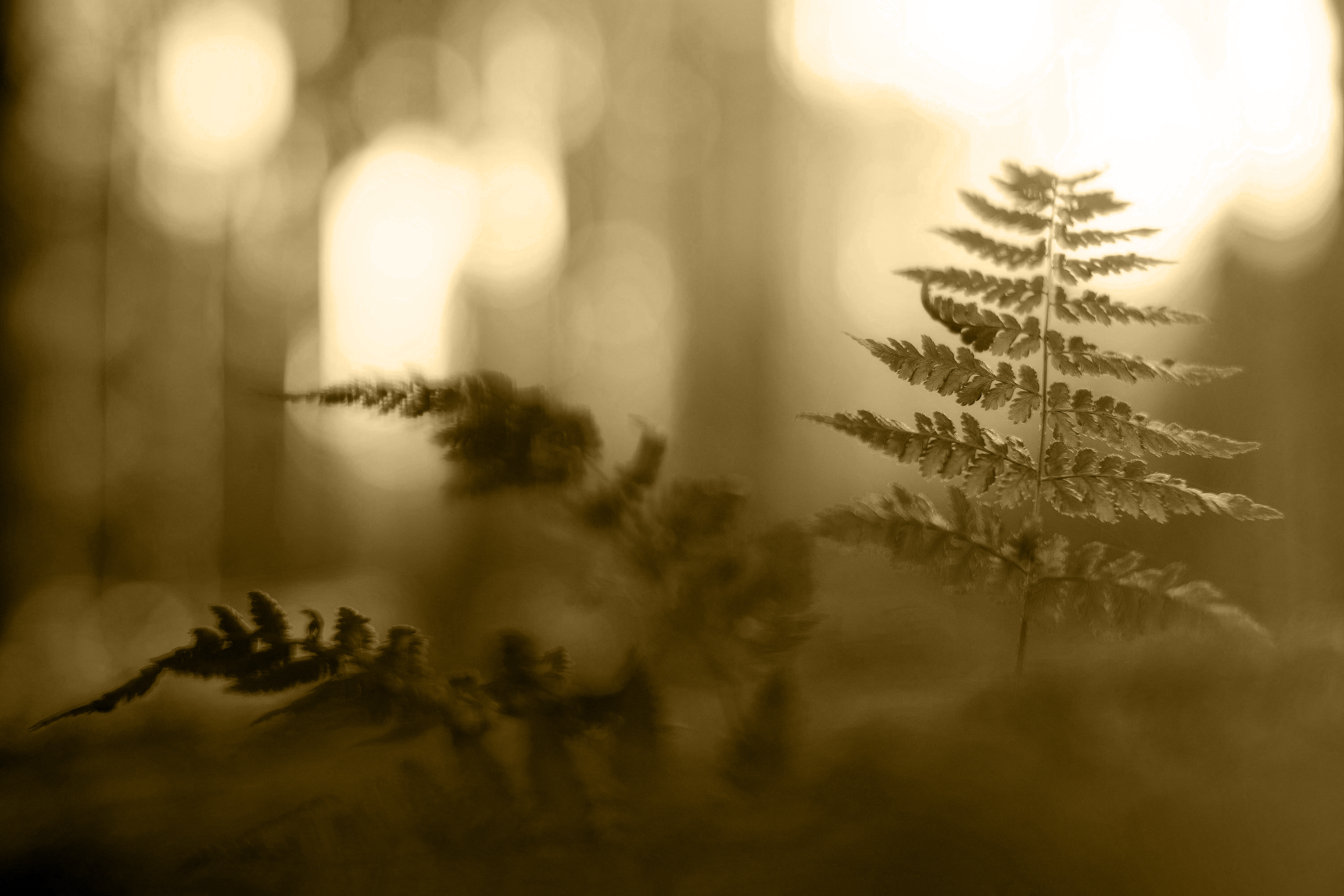 A sepia-toned photograph of a fern leaf with soft blurred fairy lights in the background.