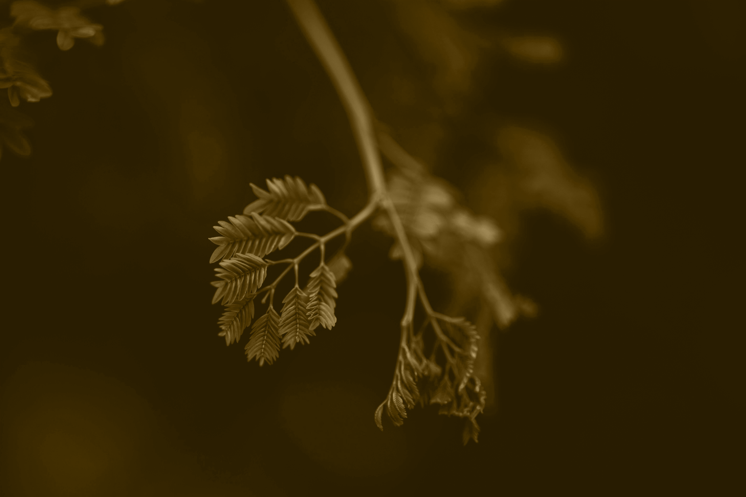 Close-up of a delicate branch with small leaves, captured in sepia tone.
