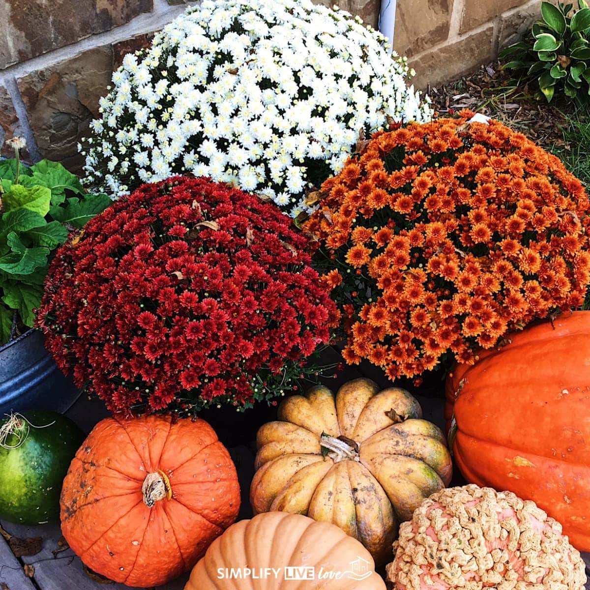 Add: Fall Mum